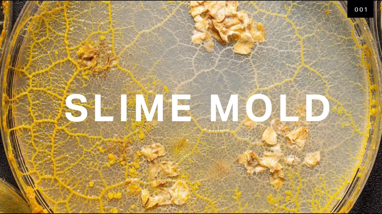 Slime Mold (DP)