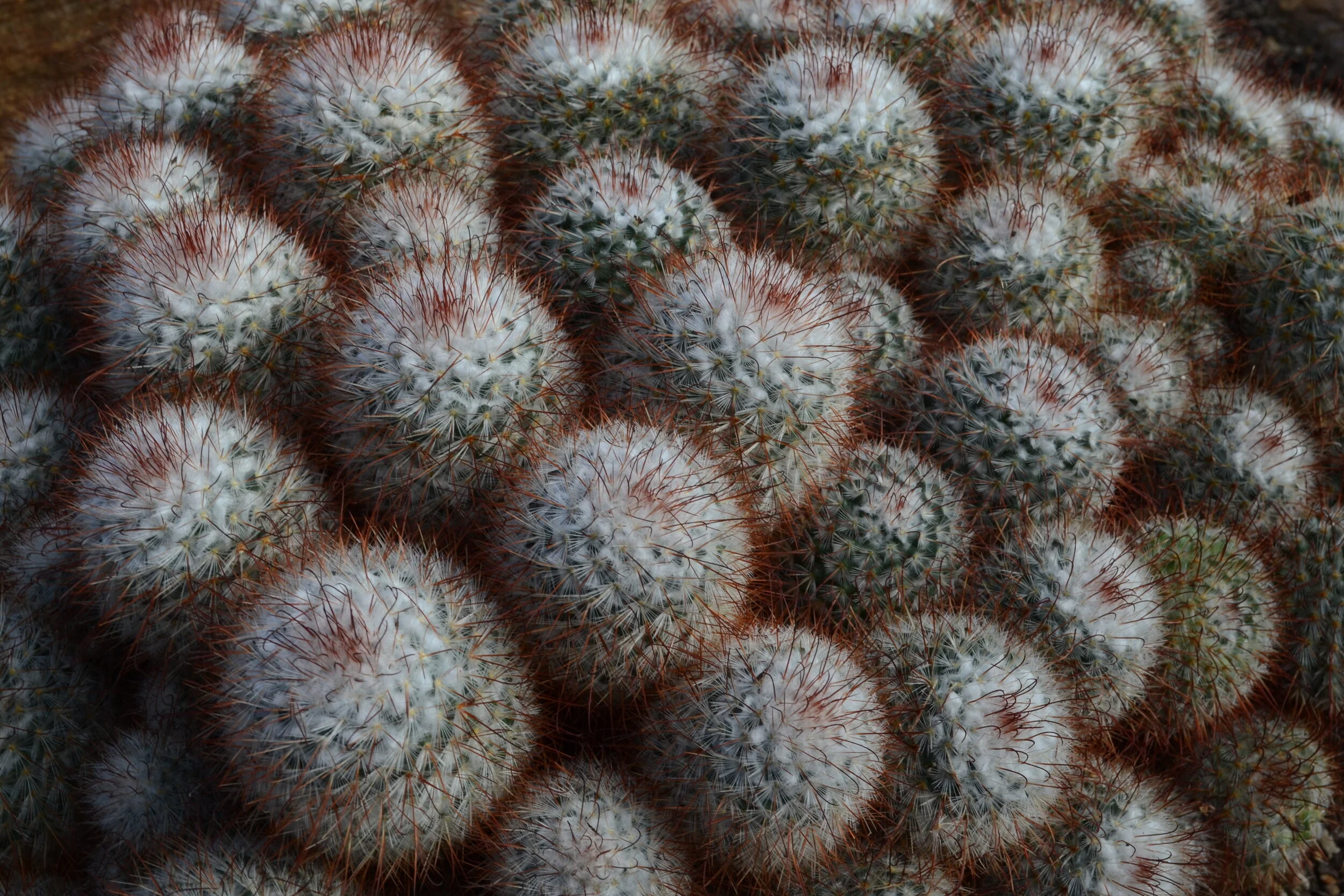   cacti multiply   