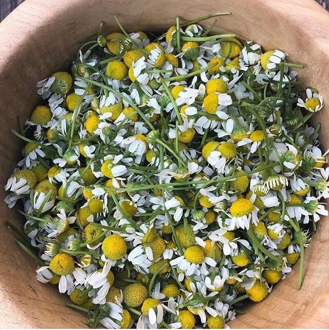 Chamomile🌼 (Anthemis Nobilis) Glycerite &amp; Tincture quadruple steeped available now.  I think you may be able to even smell this photo😆. Half were tinctured in Alcohol (Gluten Free) and the other half in Glycerine for the babies and kiddos. 
Cha
