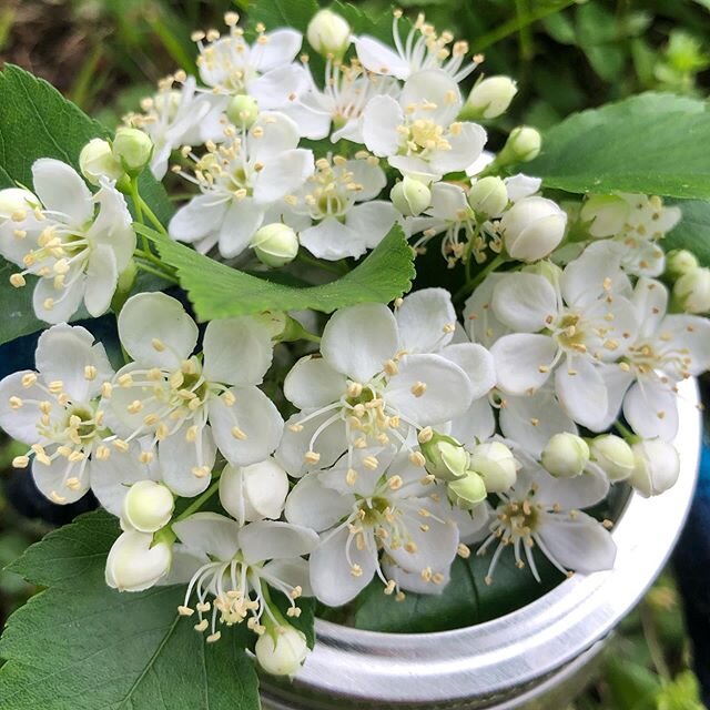 HAWTHORN ELIXIR🌹

The New Moon on Friday ushered in Hawthorn energy.  For this moon cycle (til June 21st) we will be steeped in her medicine, existing all around us and accessible if we so choose to journey with her.  She is the significator of Summ