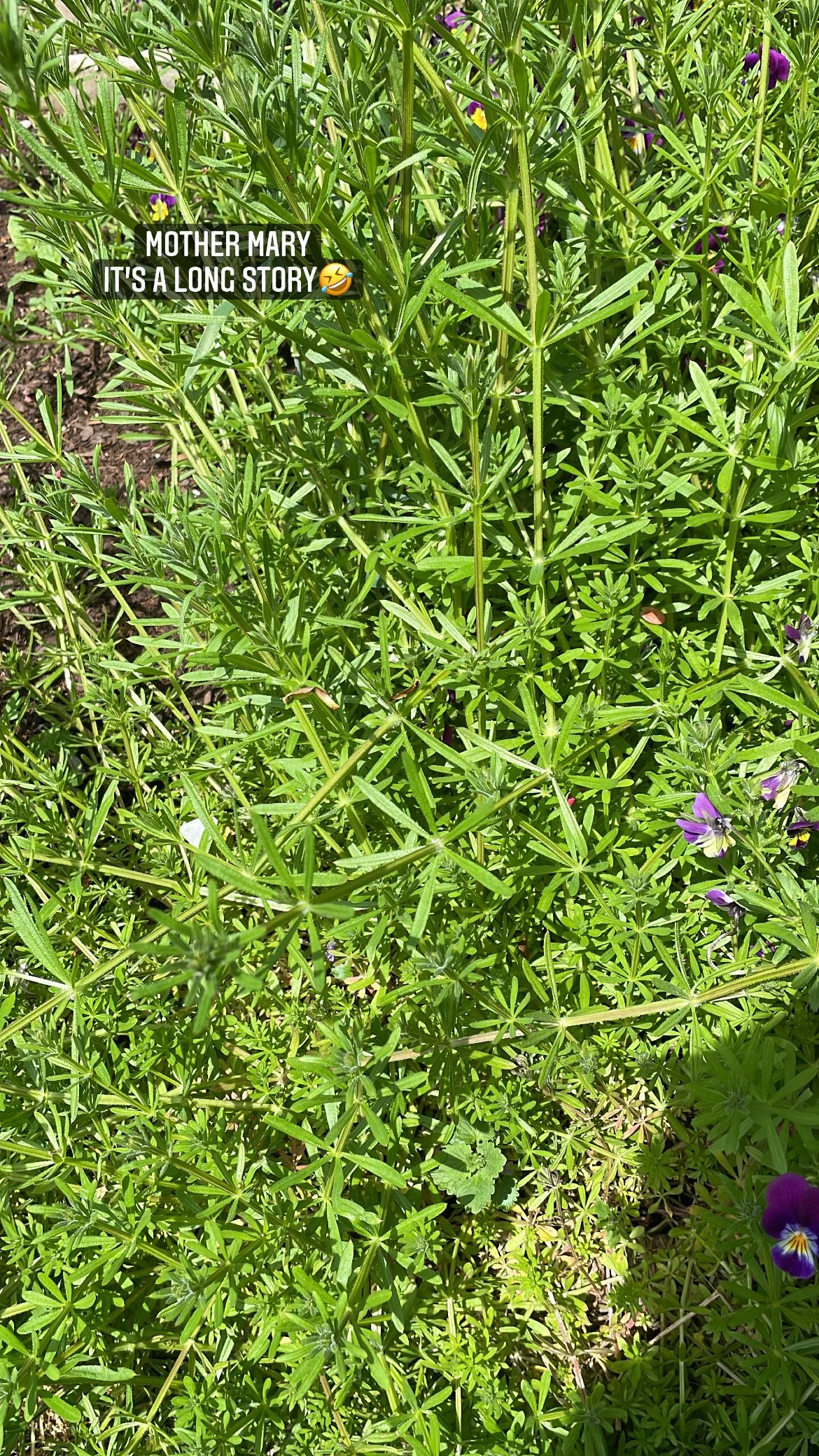 CLEAVERS (Galium Aparine) TINCTURE