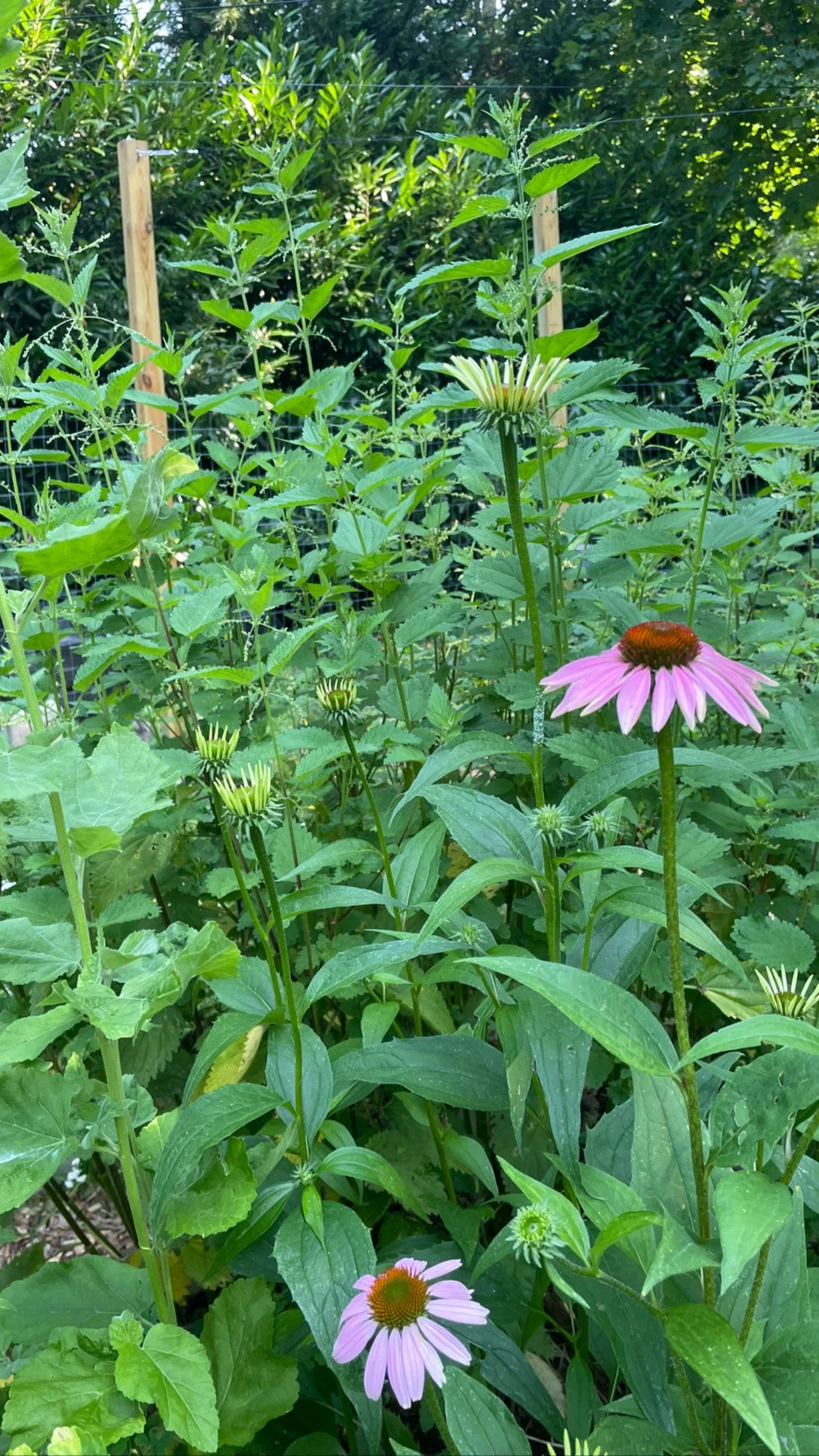 ECHINANCEA (Echinacea Purpurea) TINCTURE