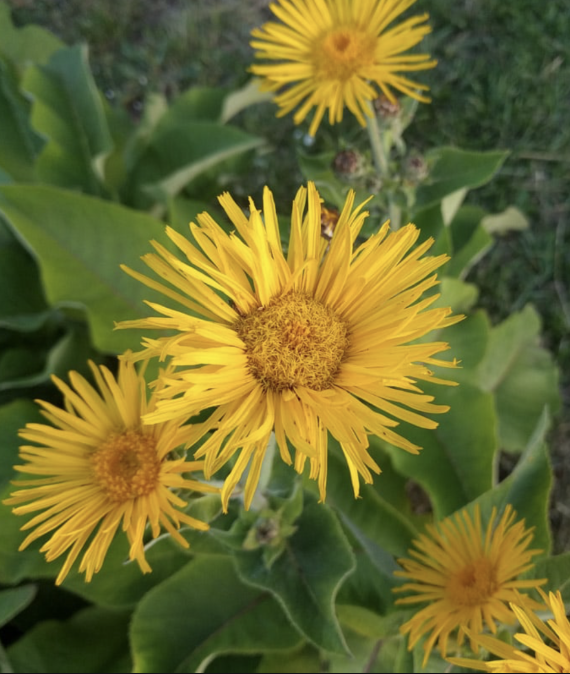 ELACAMPANE (Inula Helenium) TINCTURE