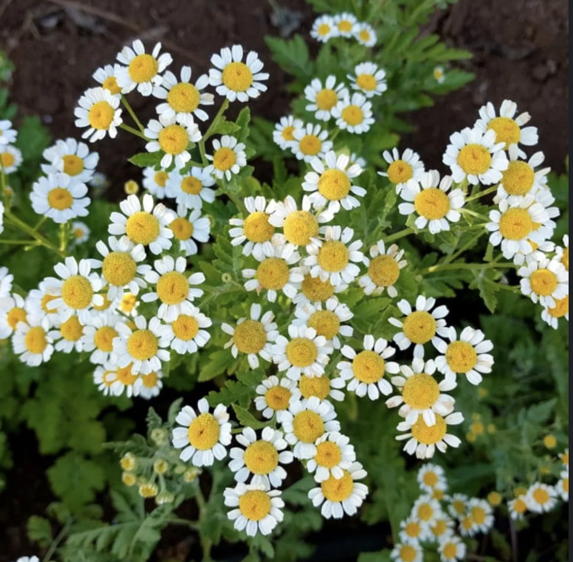 FEVERFEW (Tanacetum Parthenium) Tincture