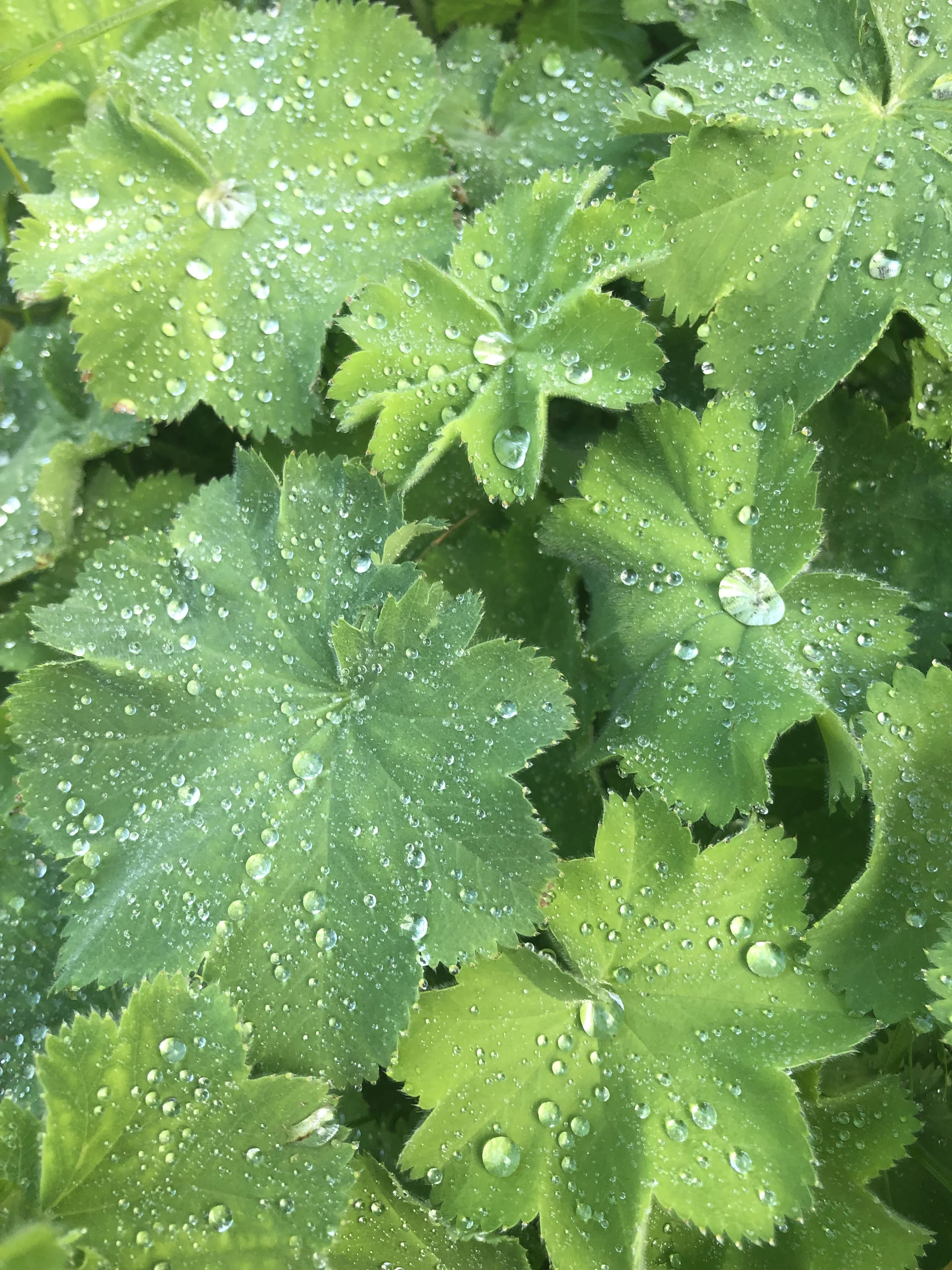 LADY'S MANTLE (Alchemilia Vulgaris) TINTURE