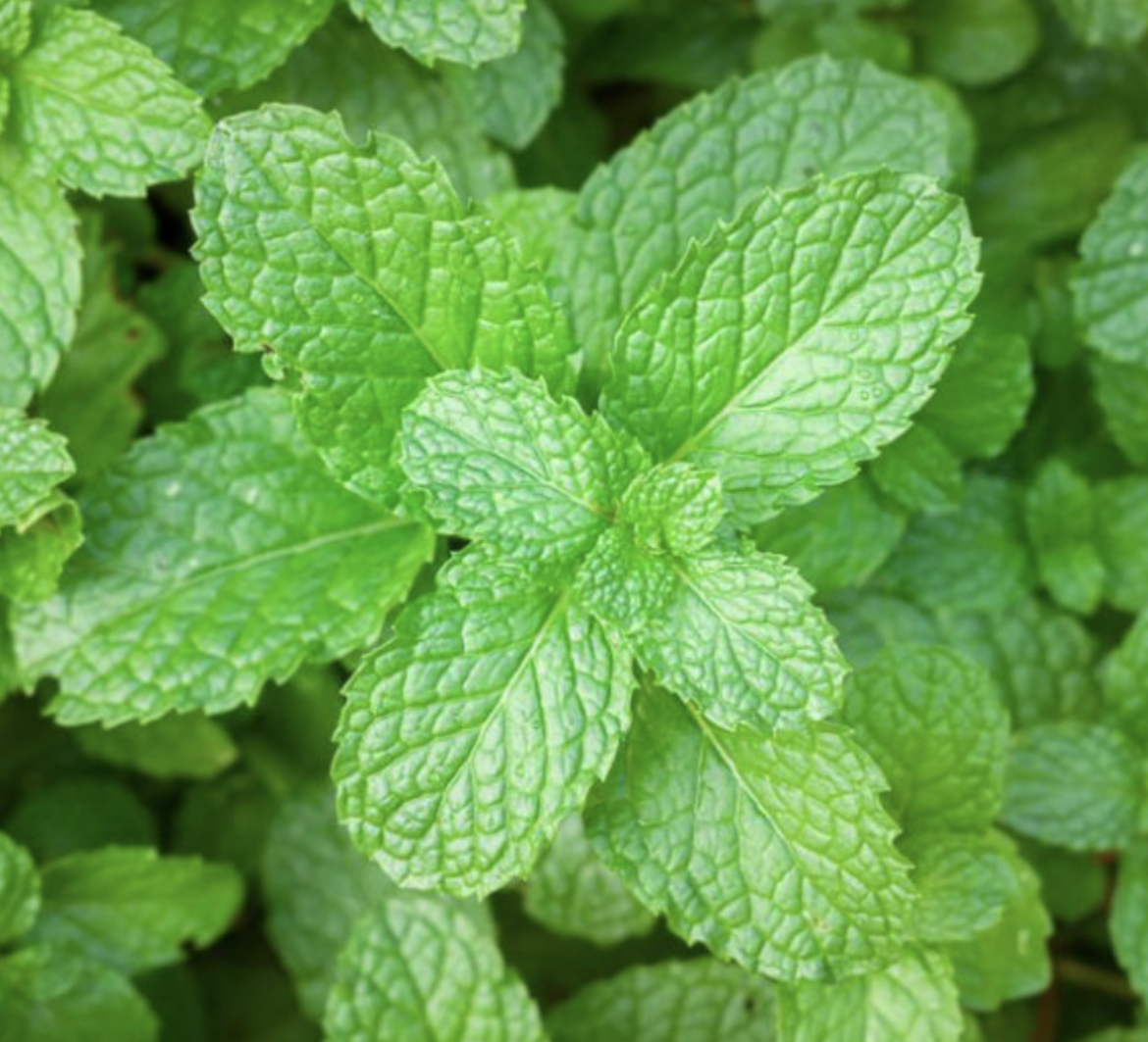 MINT (Mentha Piperita) GLYCERITE