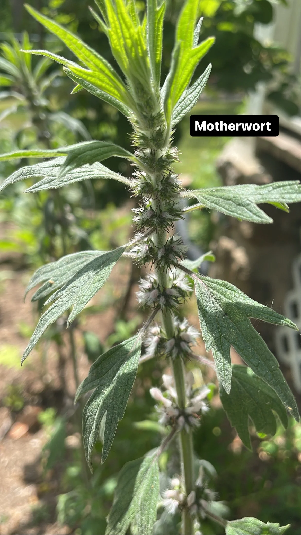 MOTHERWORT (Leonurus Cardiacs) TINCTURE