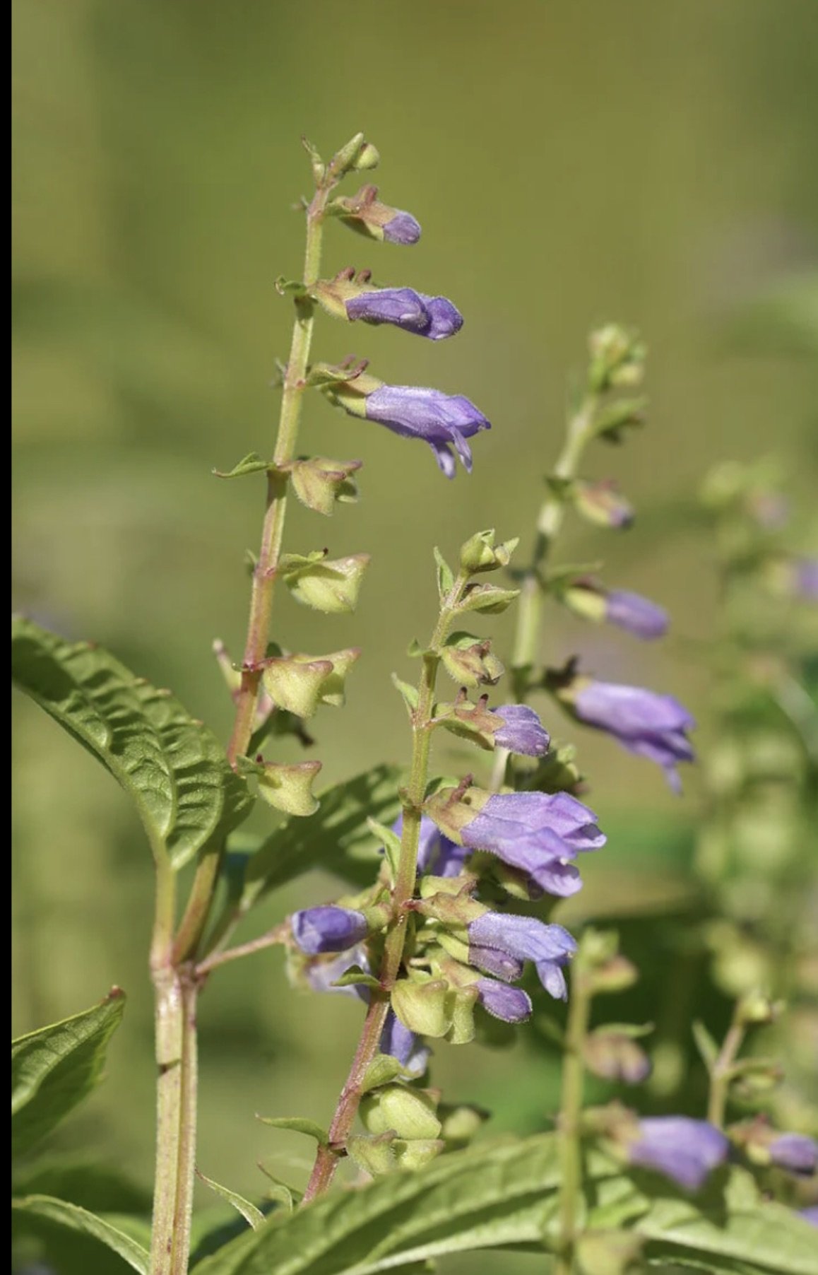 SKULLCAP (Scutellaria lateriflora) TINCTURE