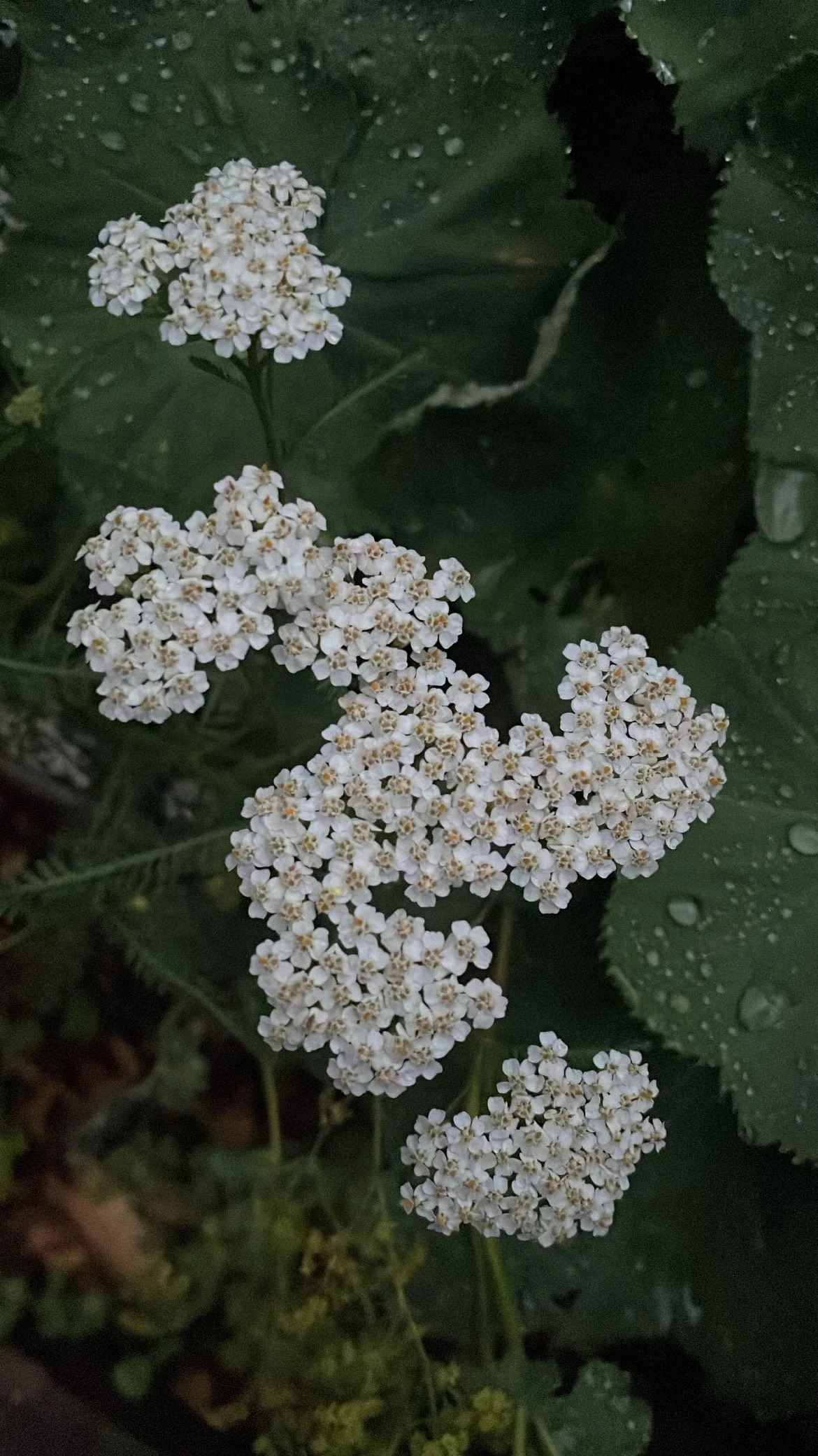 YARROW (Achillea Millefolium) TINCTURE