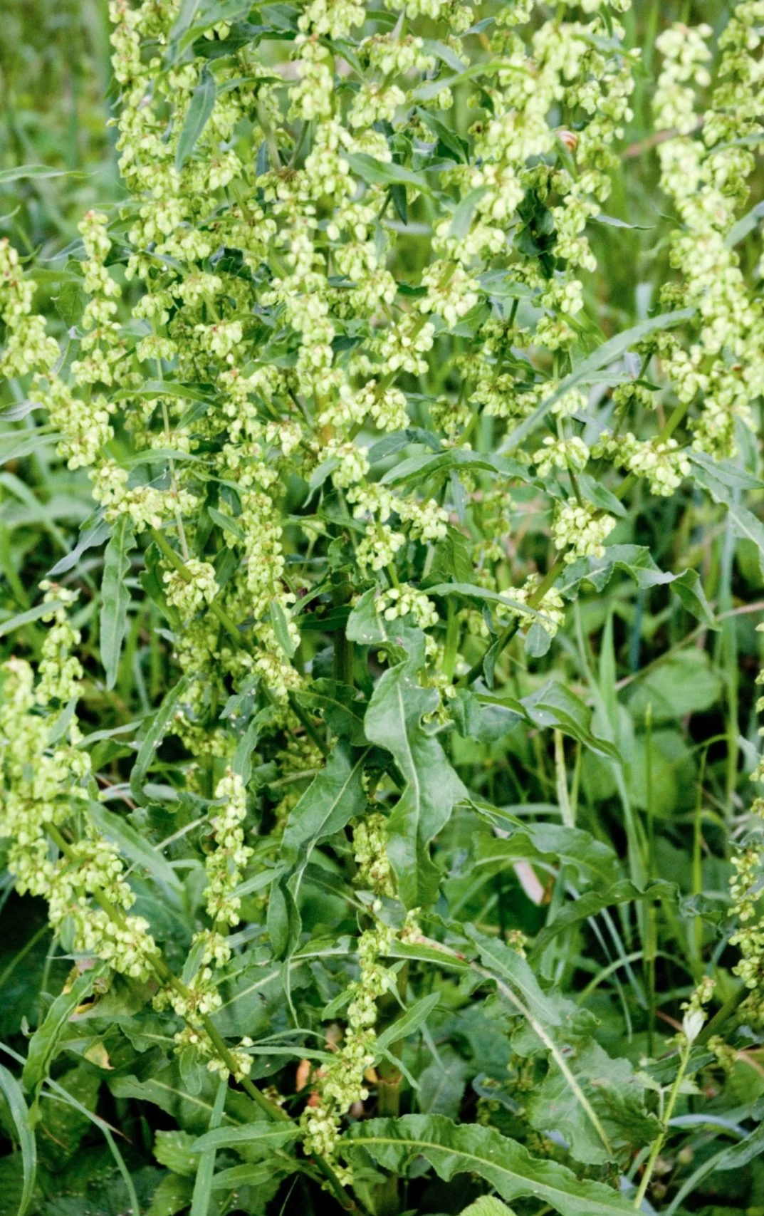 YELLOW DOCK (Rumex Crispus) TINCTURE