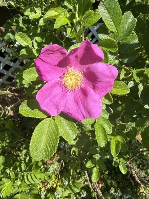 IMG_3940.jpeg
