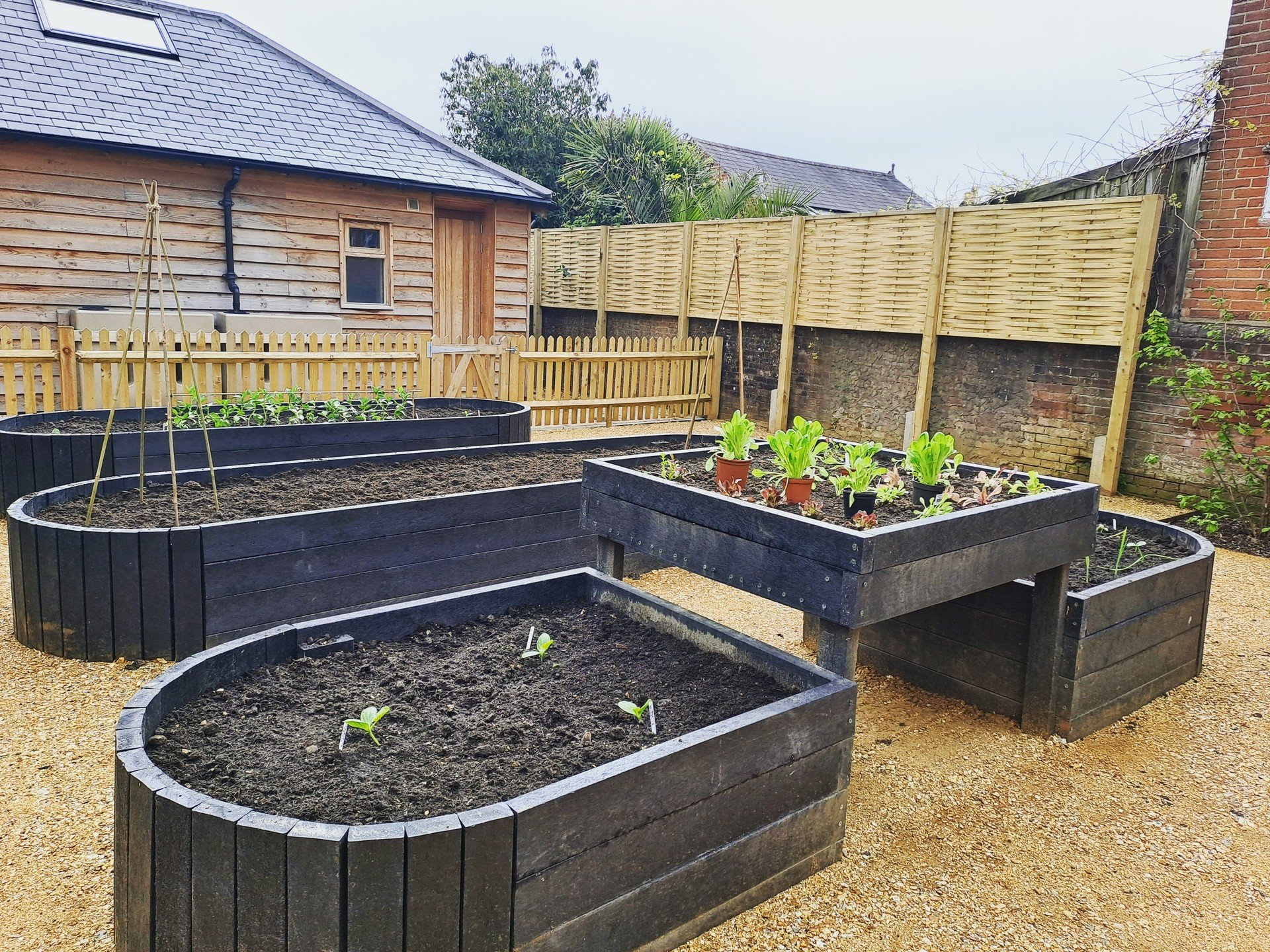 Our #HopeStreet kitchen garden is growing! At the moment we are growing fresh herbs, broad beans, tomatoes, squash, courgettes, Brussels sprouts, lettuce, tomatoes, cucumber, chillis, and pumpkins. We also have dwarf apple, pear and plum trees on the