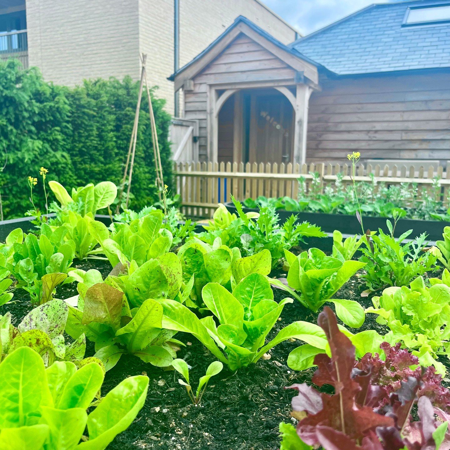 Take a look at our lovely lettuce 🌱 The rain and warmth has paid off, and in the last few weeks we've really seen our kitchen garden come to life. The #HopeStreet kitchen garden is an opportunity for women to learn horticultural skills, including gr