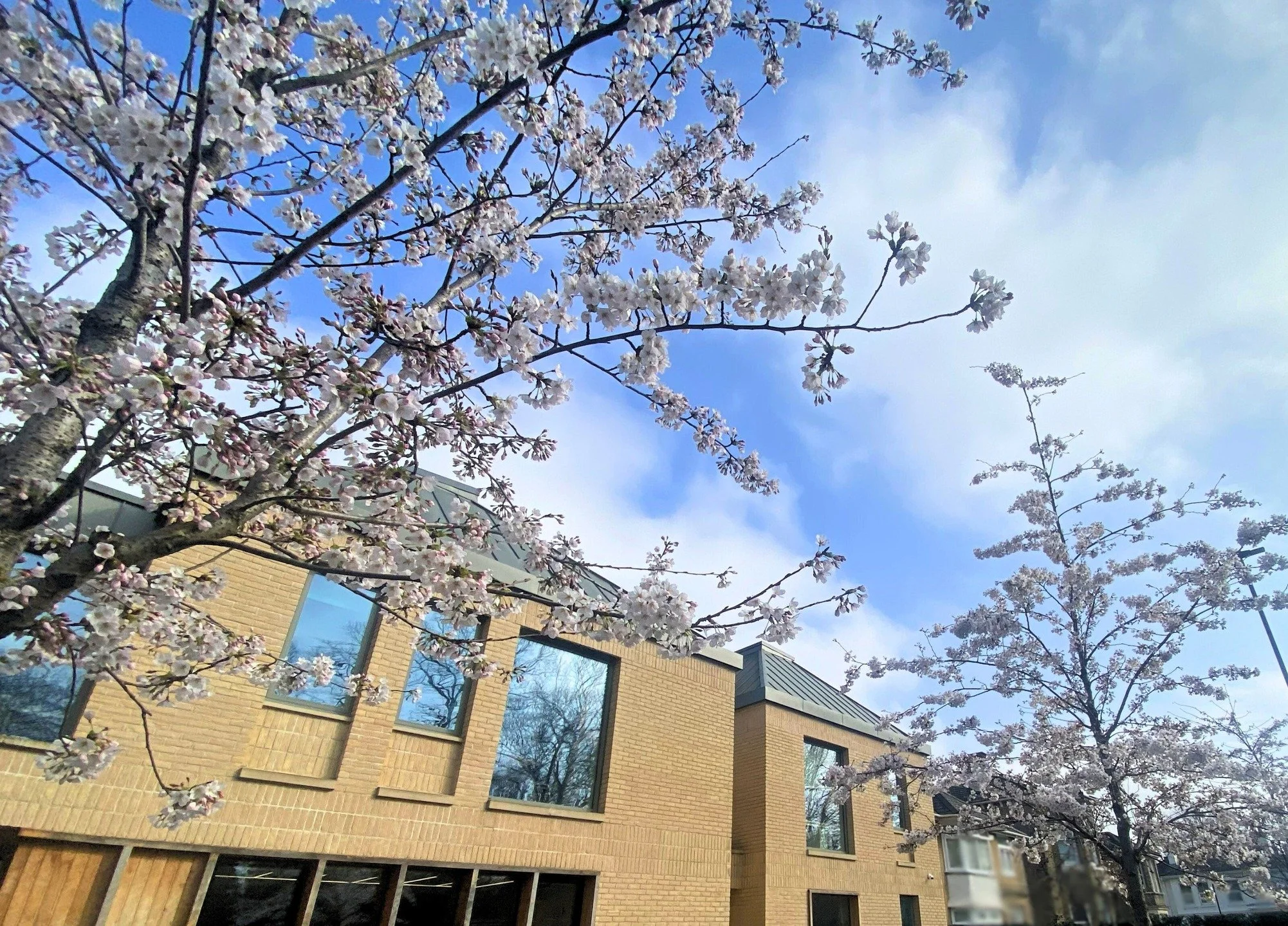 🌱Spring has come to #HopeStreet! 

It's that time of year when our beautiful cherry trees bloom. These trees were planned from very early on in the design of Hope Street - to soften the front entrance of the building and provide a sense of calm and 