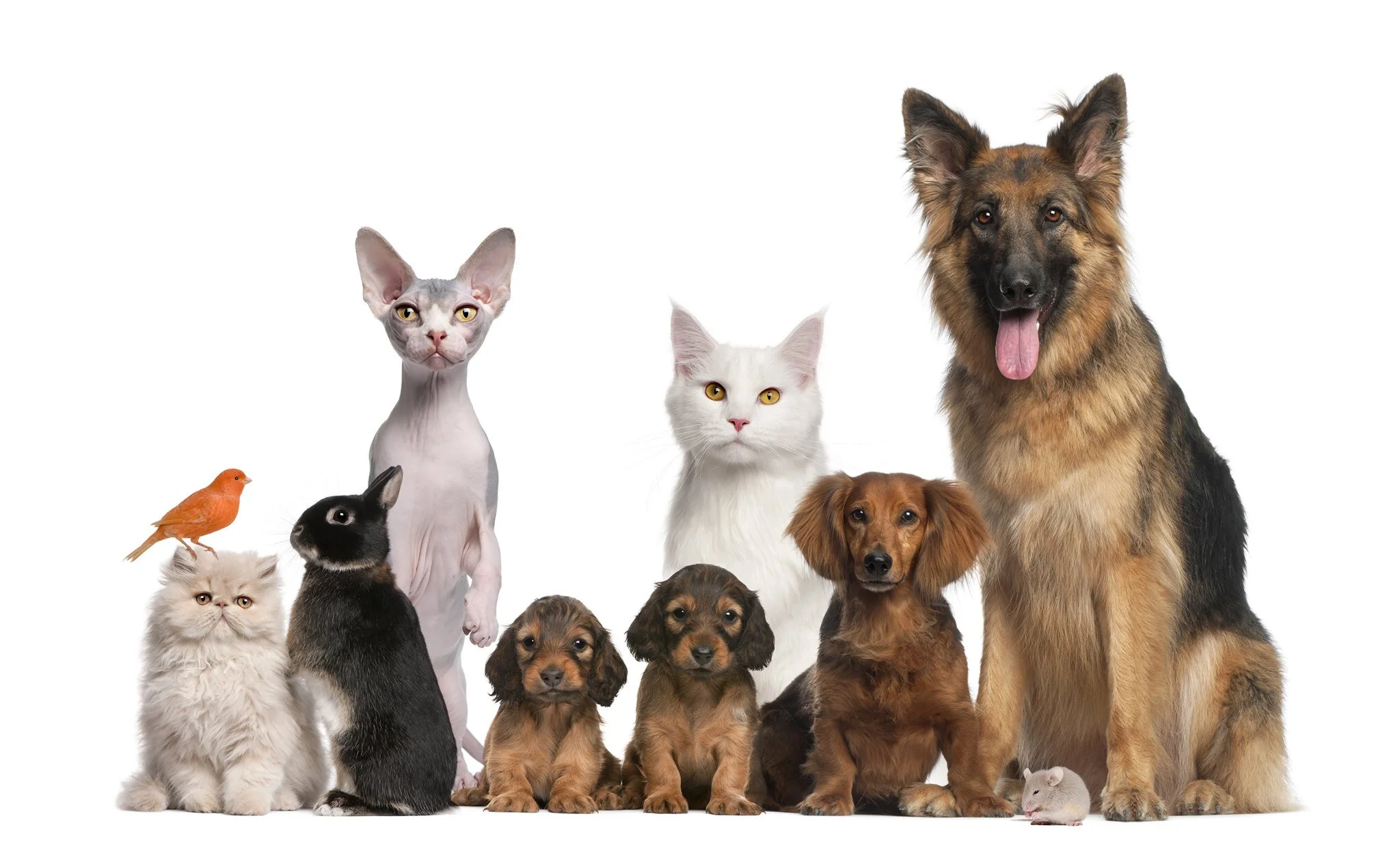 The Art of Connecting with Animals in Your life