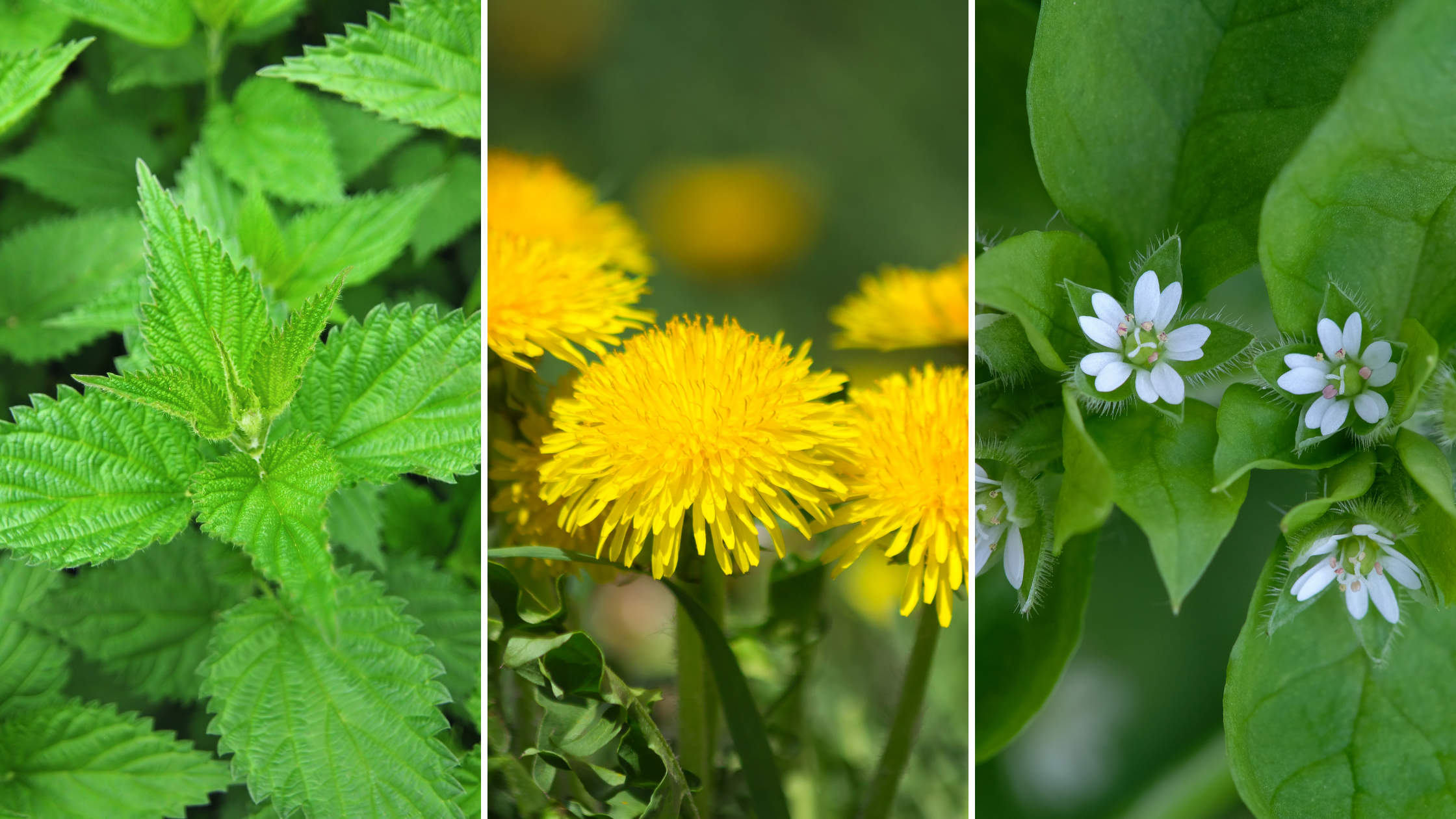 Welcoming &amp; Infusing Spring Energies 