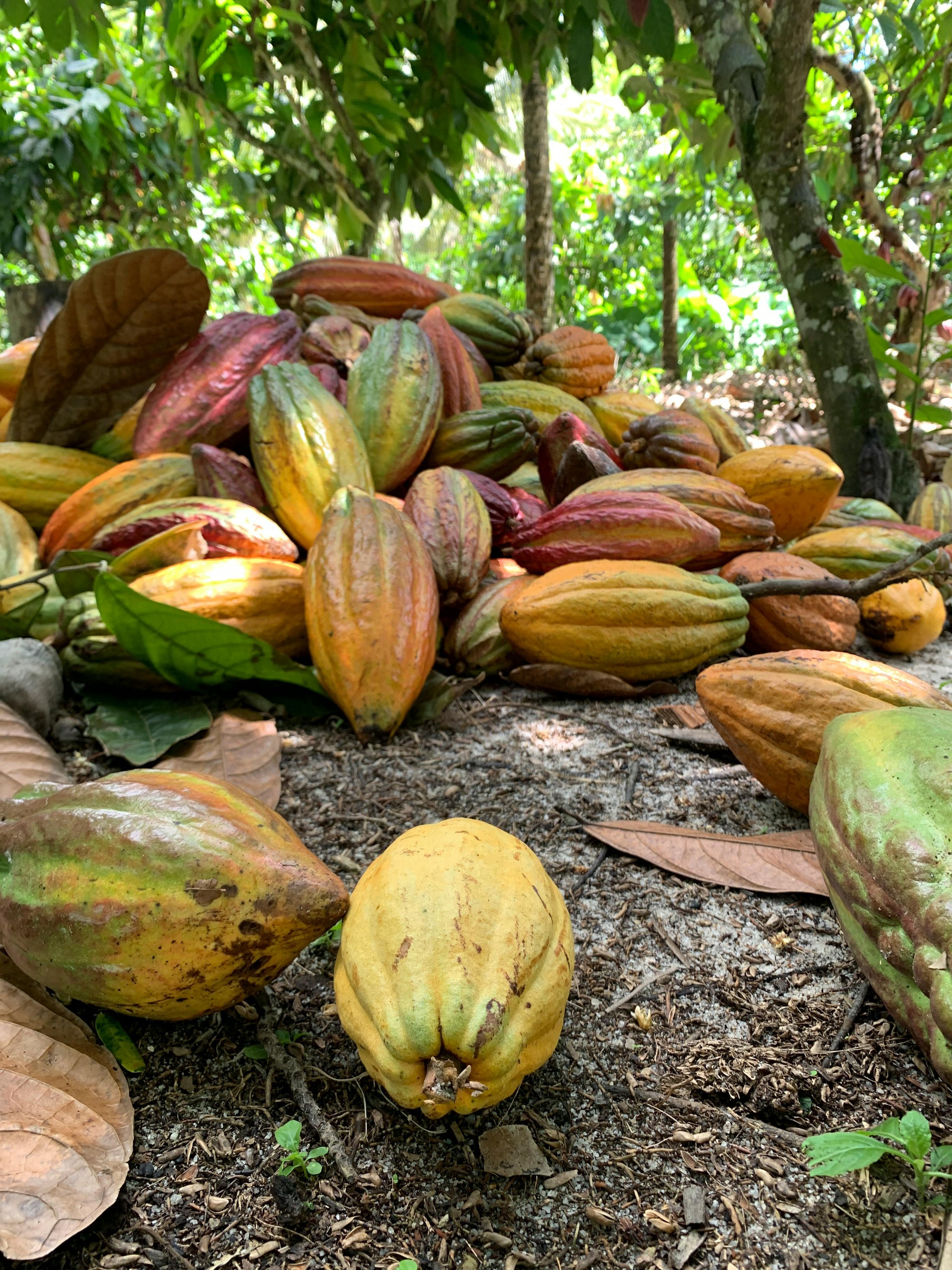 Ceremonial Cacao: Heart-Opening Medicine for Body, Mind, and Soul