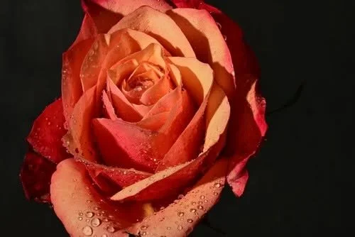 Sisterhood of the Divine Rose-Wisdom Keepers Circle