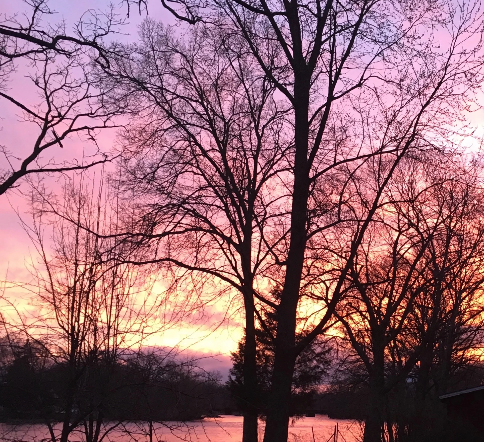 Inspiration is everywhere: Stop Look and Listen:  View from my studio at 6:00 this morning. 