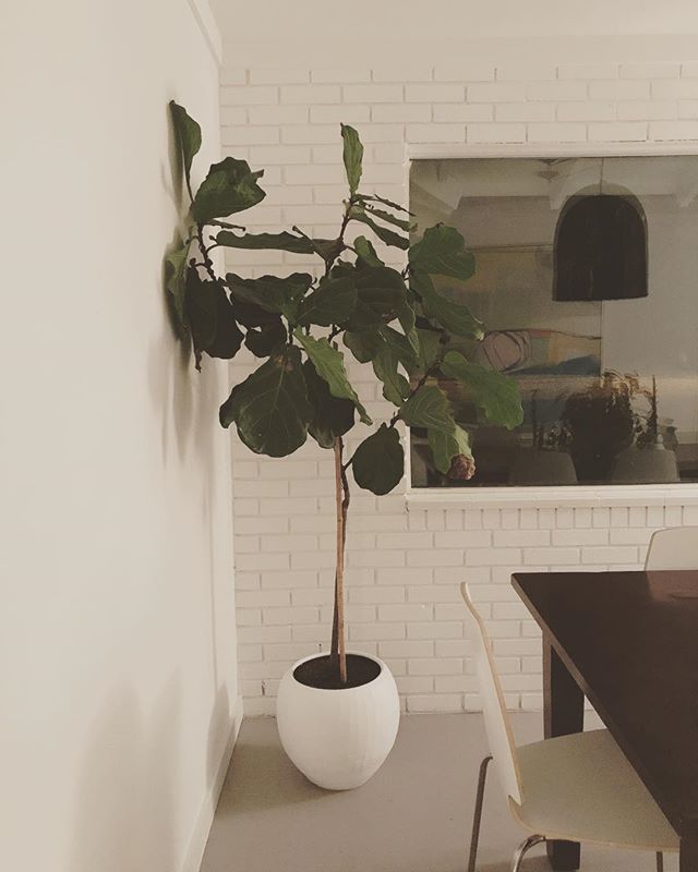 Oh hey Fig Tree. Your temporary home (while the Christmas Tree was here) looks good on you. Maybe we should add another 🌱🌱🌵🌵🌿🌿 #jungalowstyle #jungalow #thefighousessi #vacationrental #saintsimonsislandrental #kidandcoe #homeaway #midcenturymod