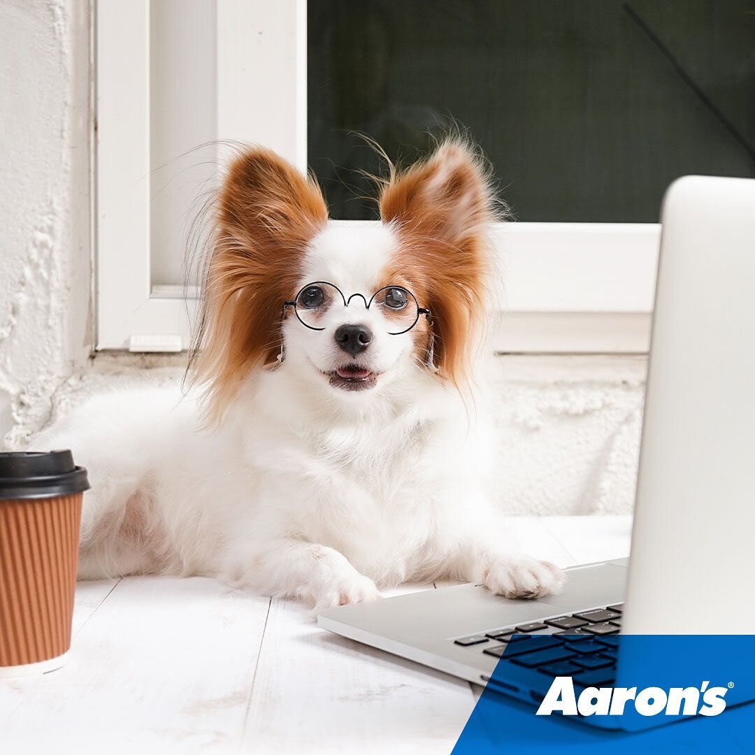 Pawing around with the idea of renting to own? Aaron&rsquo;s lets you discover your Leasing Power&trade; before going into the store! 
Visit Apply.Aarons.com