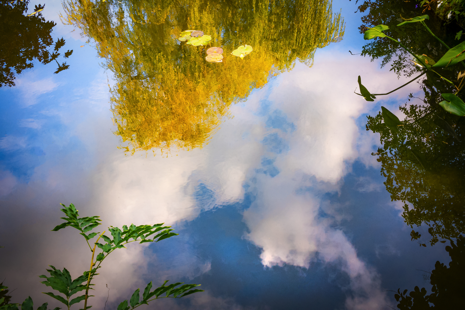 giverny_yellow_tree_reflection.JPG