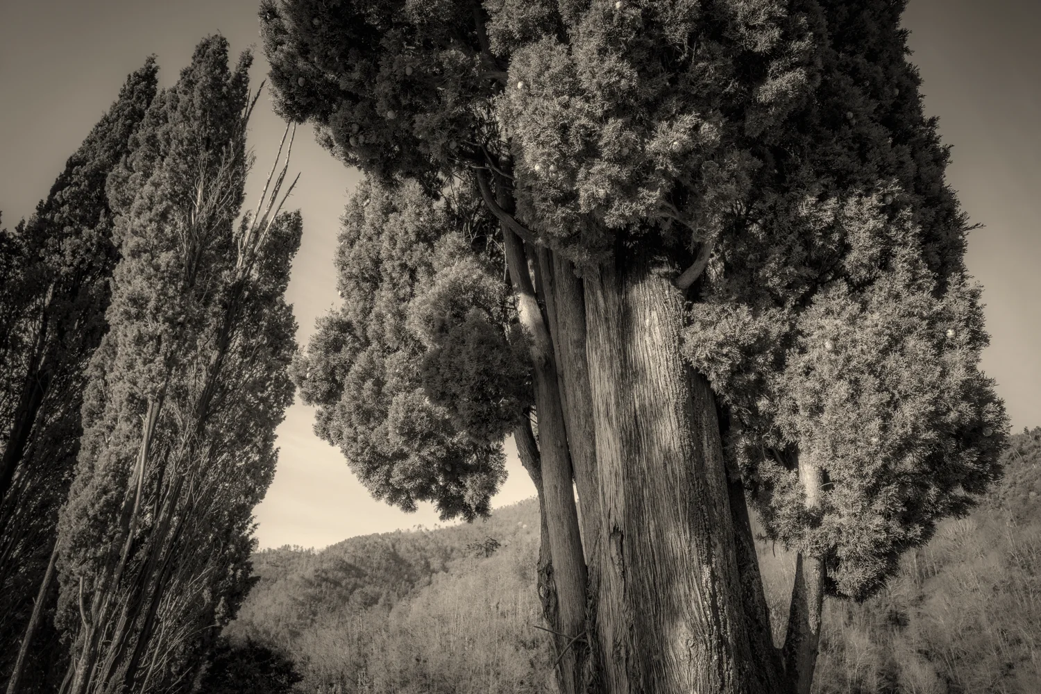 pbtree1_gs_on1.JPG