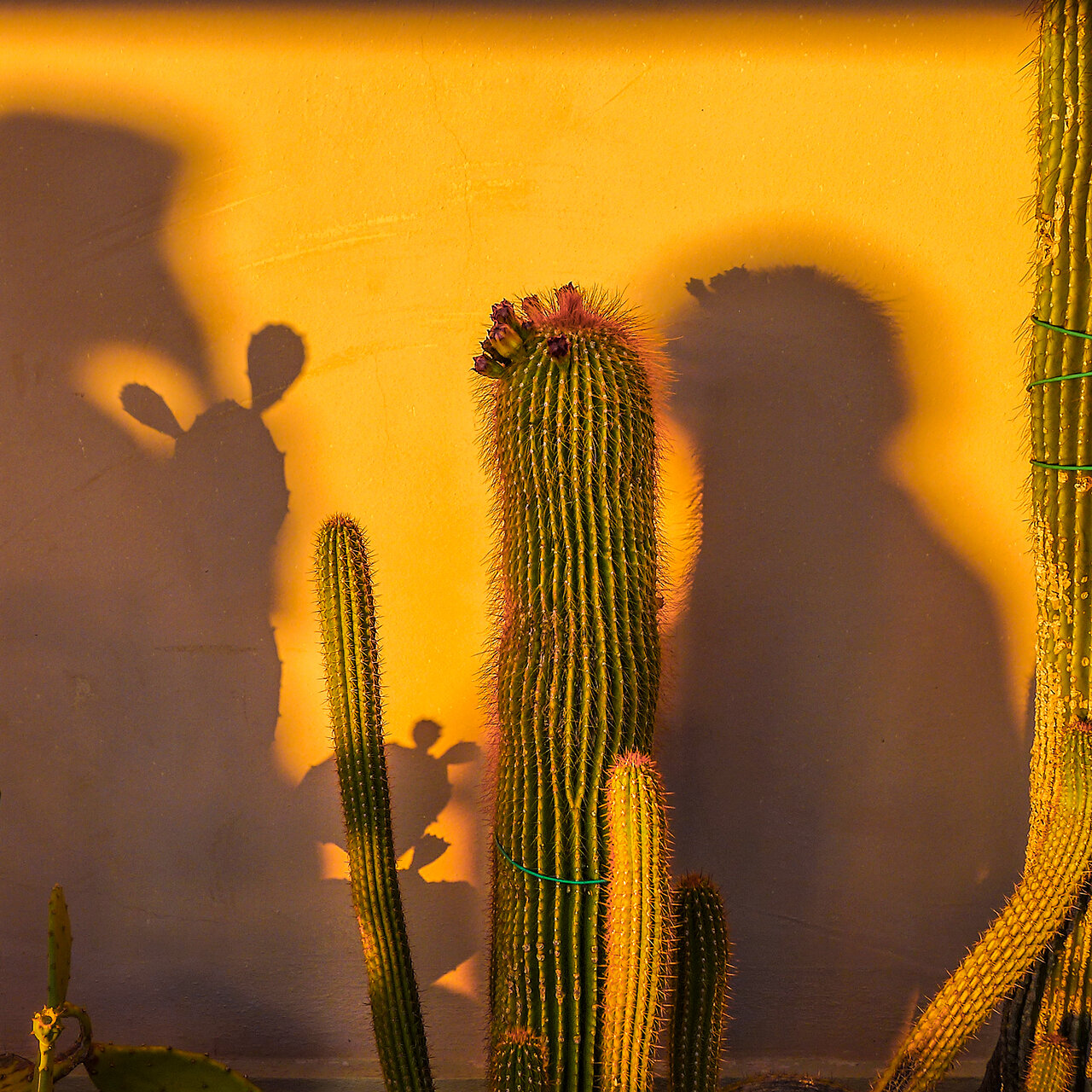 cactus_shadow.jpg