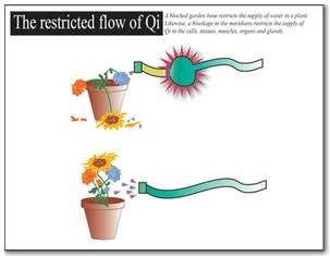 Think of Qi as water flowing through a garden hose, providing nourishment for flowers to grow and thrive. If the amount of water were restricted, eventually the flowers would wilt and wither. Likewise, in order for a child to thrive and remain healthy, every part of his or her body requires an adequate and balanced supply of Qi flowing through it.