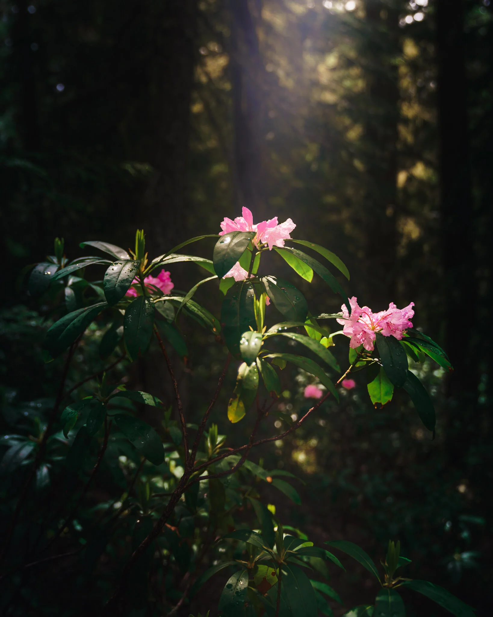 2020.6.21-Diamond-Creek-Falls-103--Midres.jpg