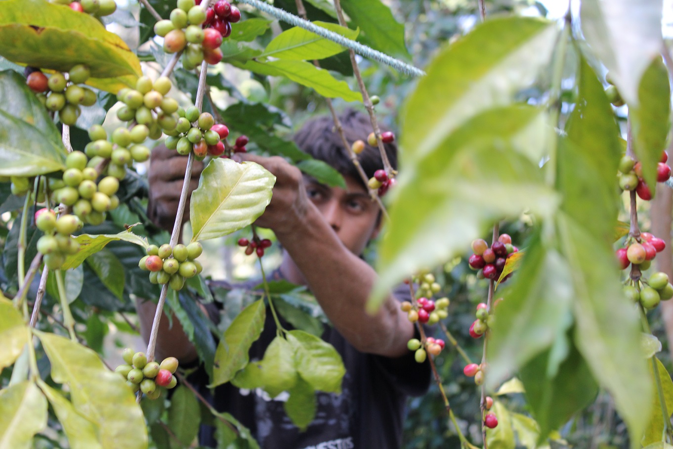 Coffee Picker in Honduras Mark F..jpg