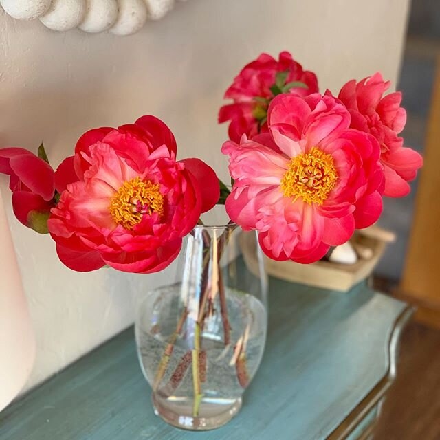 Happy Thursday! Here are a few gorgeous peonies from my house to yours...🌞 #peonies #coralcharm #flowersofinstagram #loves_flowers_ #nestedtelluride #flowershop #florist #telluride #colorado 
@johnfalconetti 🙏🏻
