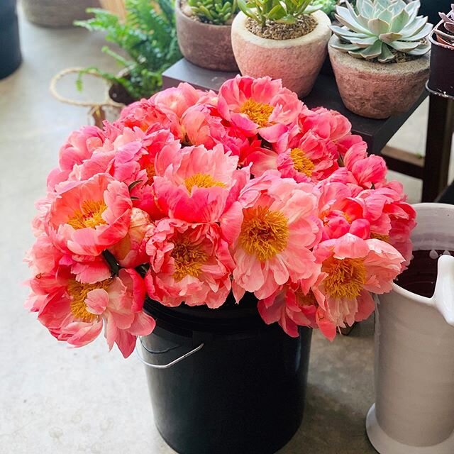 Peony delivery...🤗
Open tomorrow from 10-4! 
#coralcharm #peony #flowerstagram #flowersofinstagram #nestedtelluride #flowershop #coloradoflorist #telluride #colorado