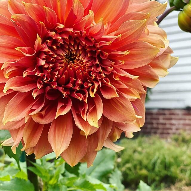 Daydreaming about summer today... 🌺

In addition to lettering 🖋 (and baking 🧁 and crafting ✂️ and too many other artsy hobbies to count), I love to garden. 🌿

Even though I live just outside Boston, I&rsquo;m fortunate to have a wonderful little 