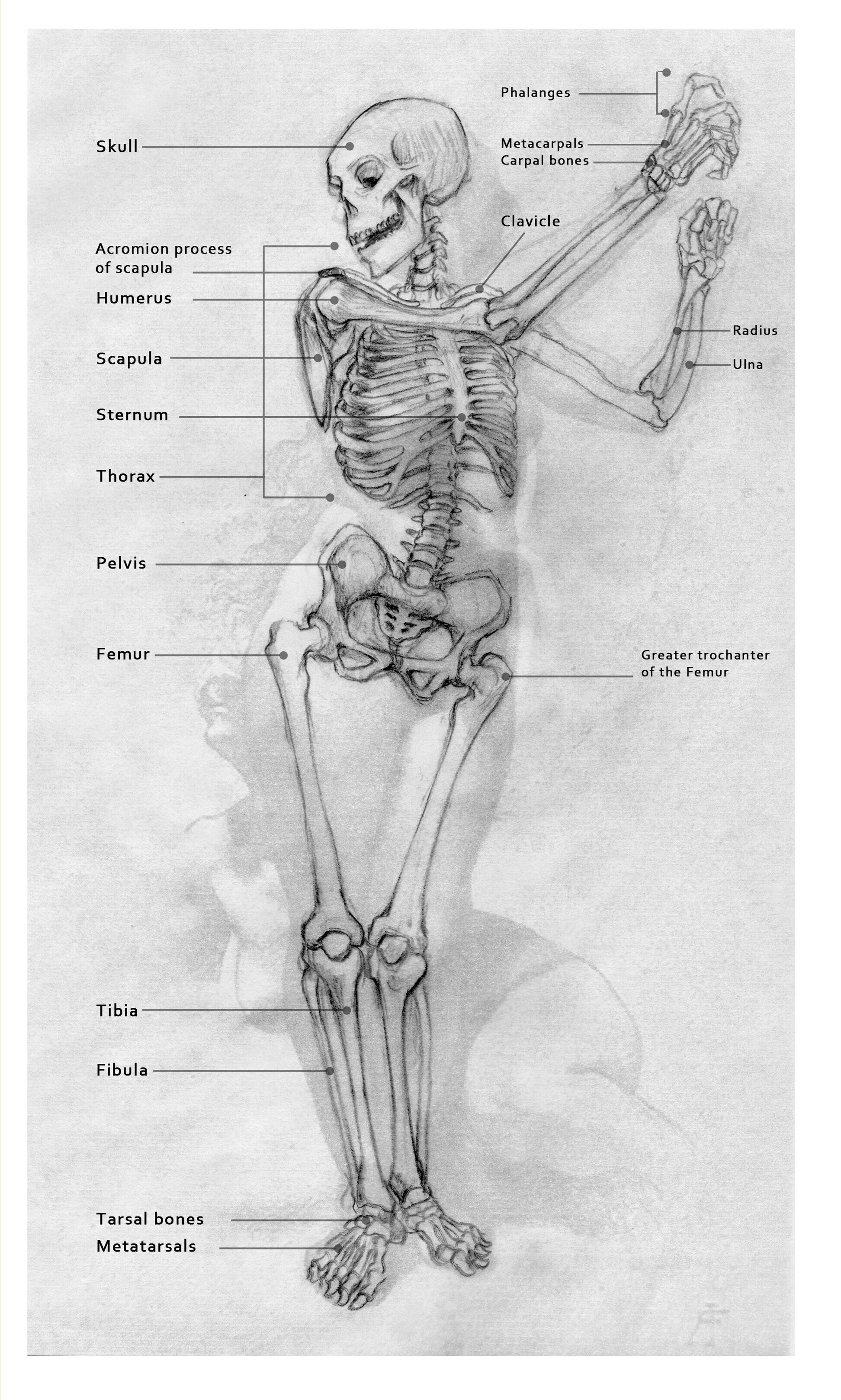 oth_01_skeletal_system.jpg