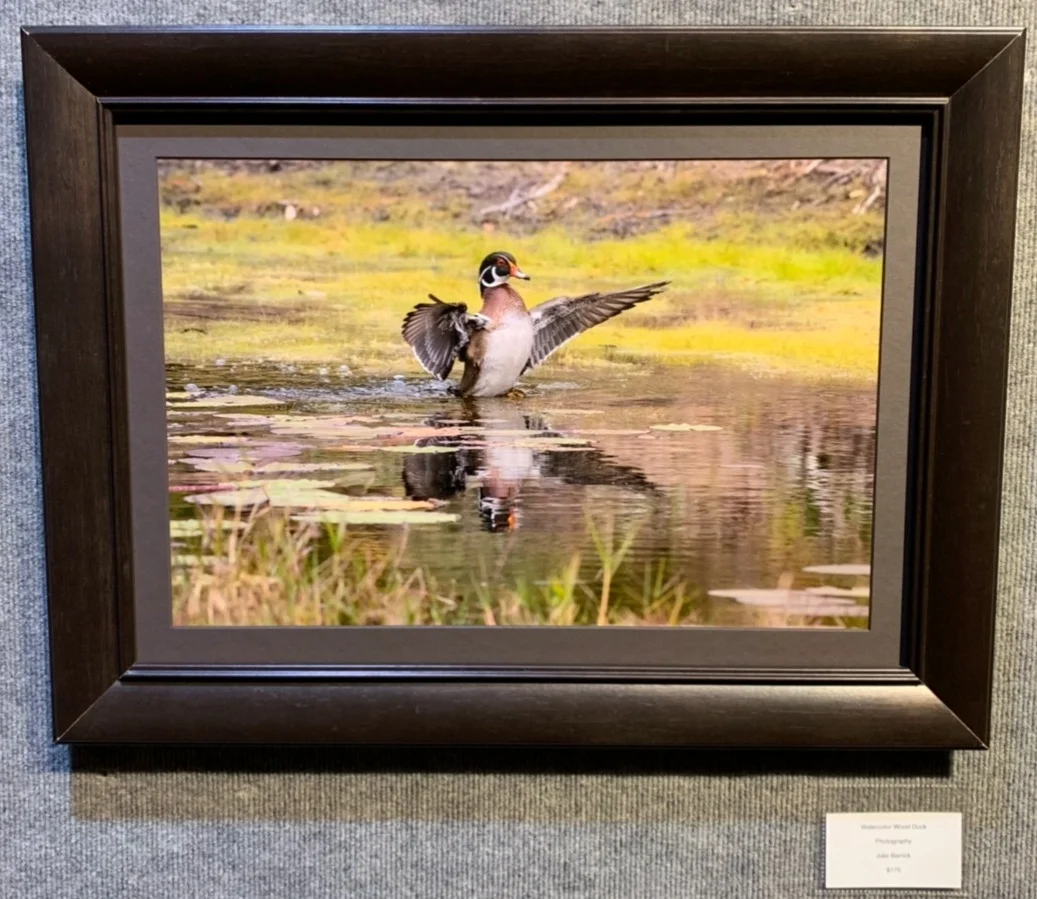 "Watercolor Wood Duck", Julie Barrick