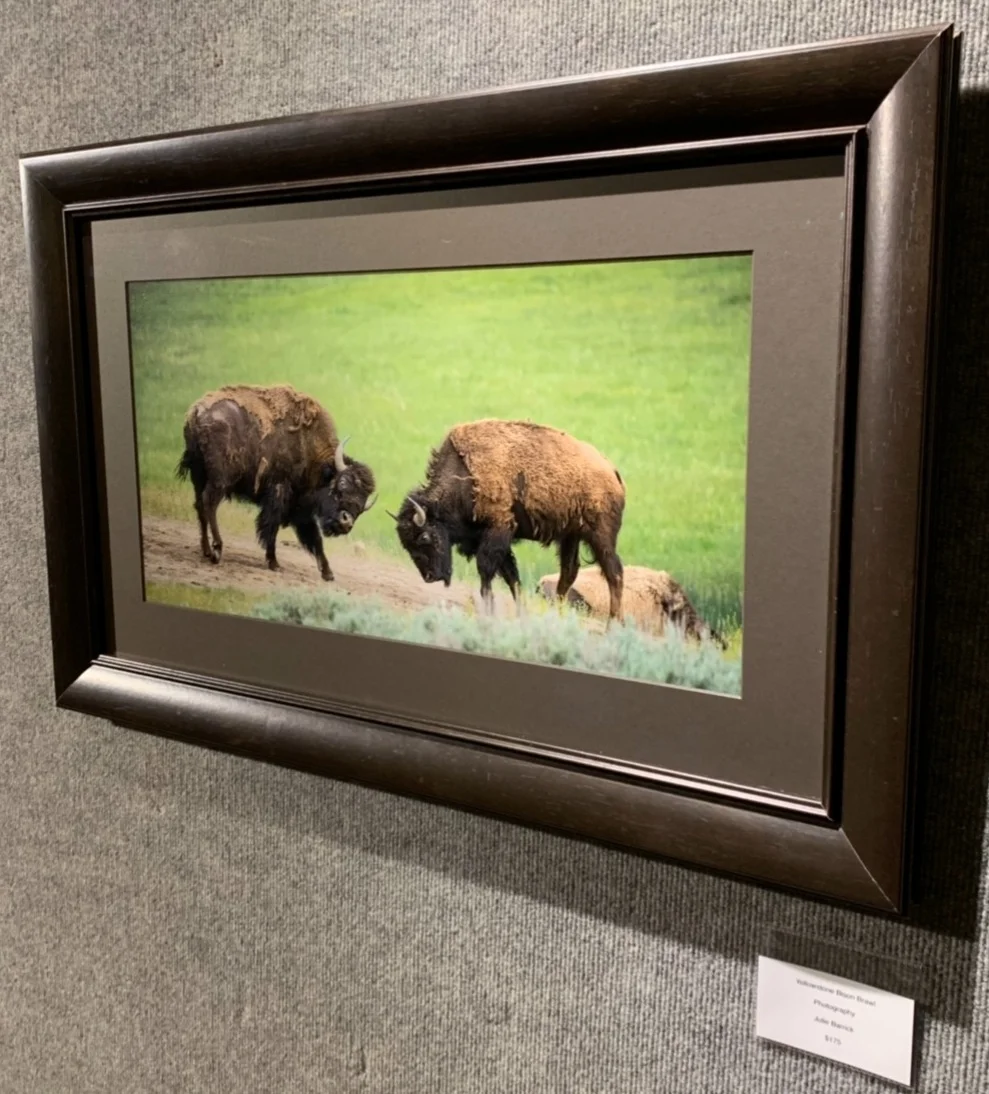 "Yellowstone Bison Brawl", Julie Barrick