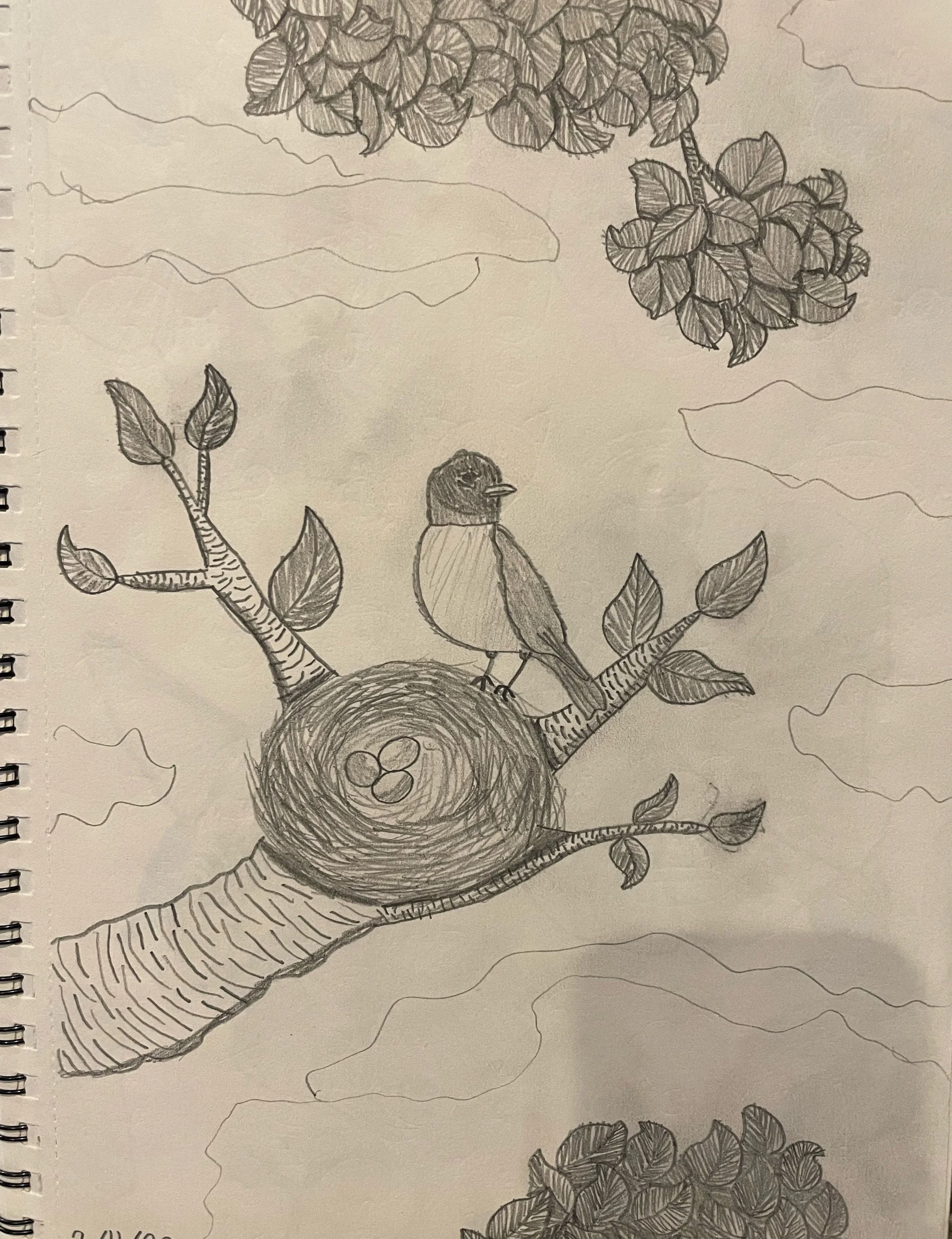 "Robin Sketch"