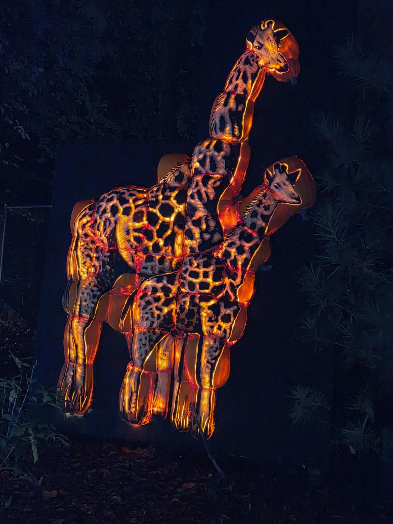 Giraffes take shape in a striking arrangement of glowing pumpkins.