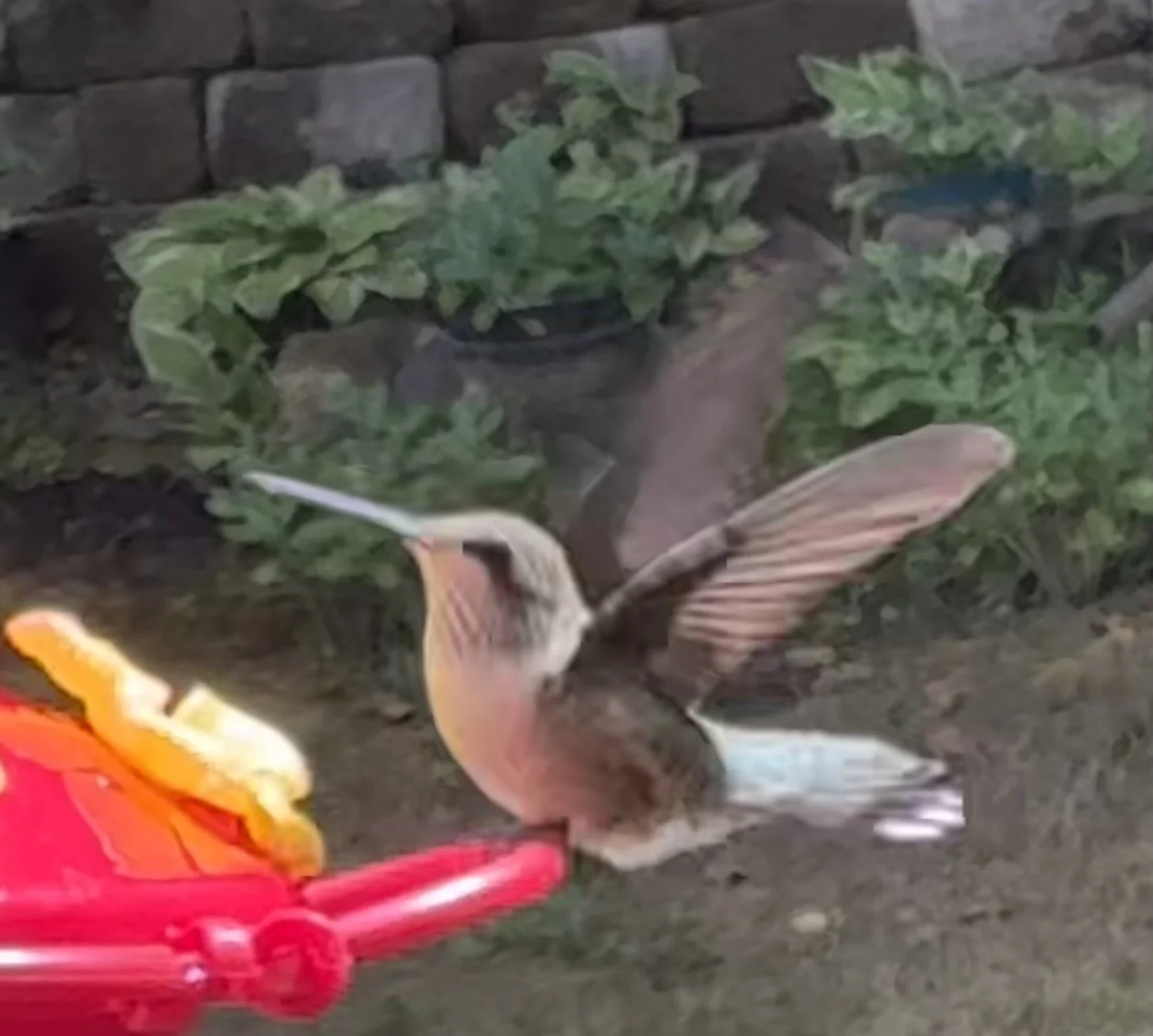 Hummingbird on Feeder close up