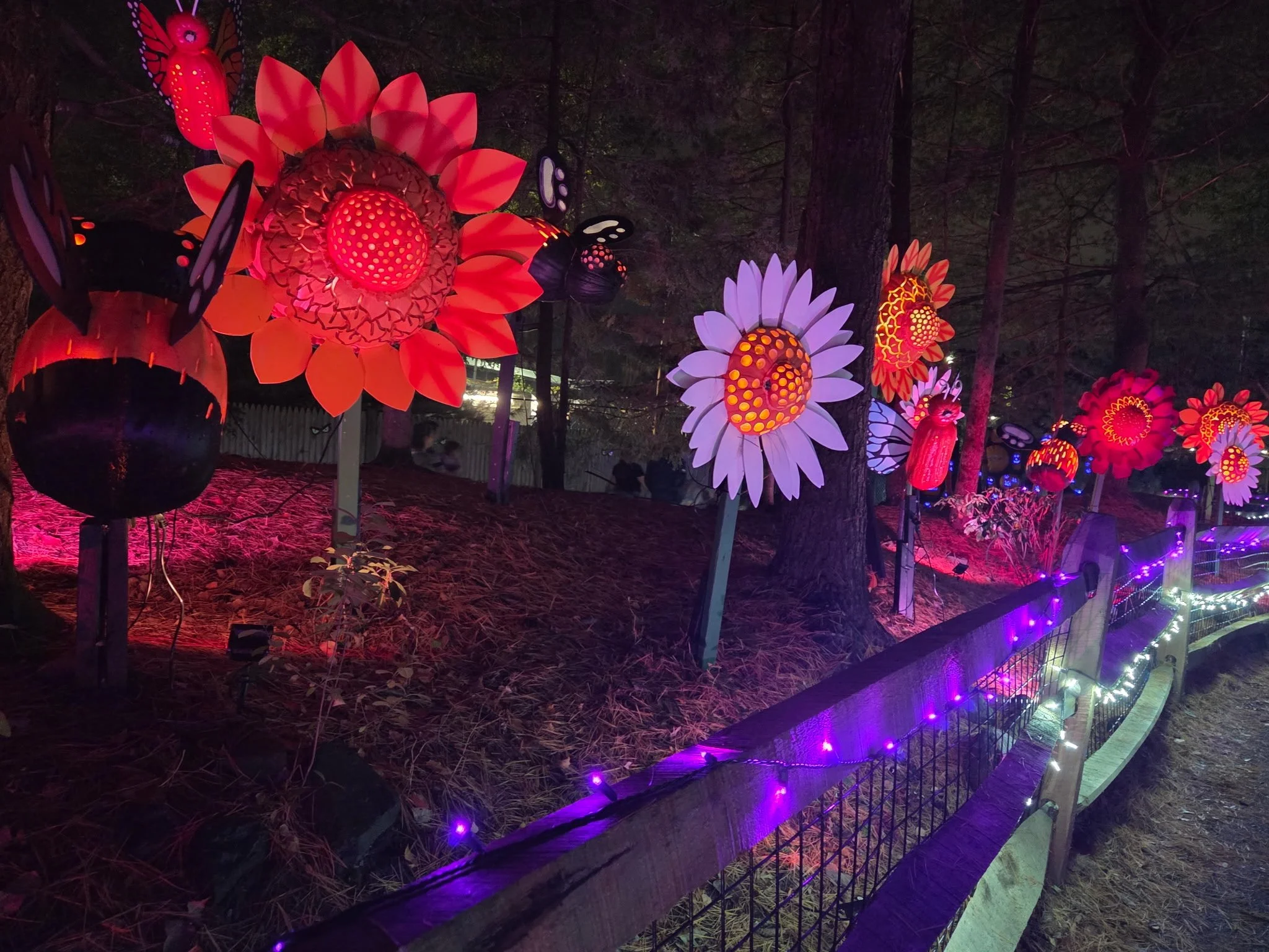 Oversized glowing flowers and butterfly decorations illuminate a woodland pathway at Stone Zoo.