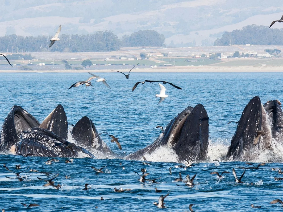 DAY TRIP - WHALE WATCHING AT MOSS LANDING