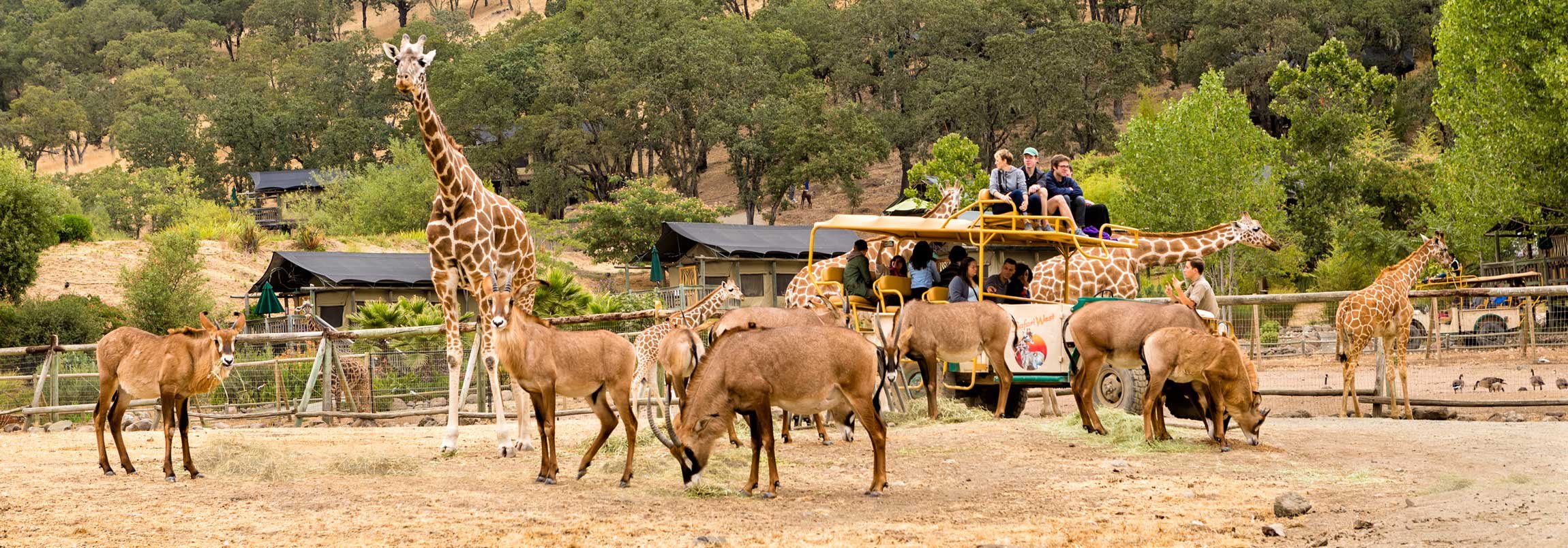 DAY TRIP - SAFARI WEST WILDLIFE PRESERVE