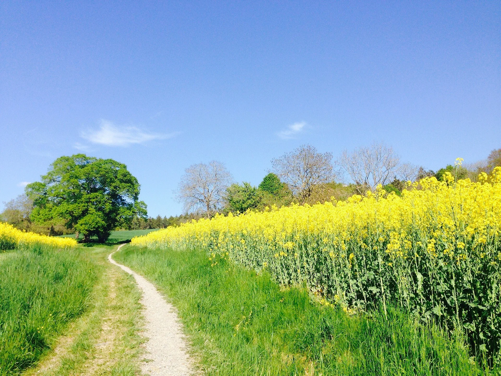 field-of-rapeseeds-331571_1920.jpg