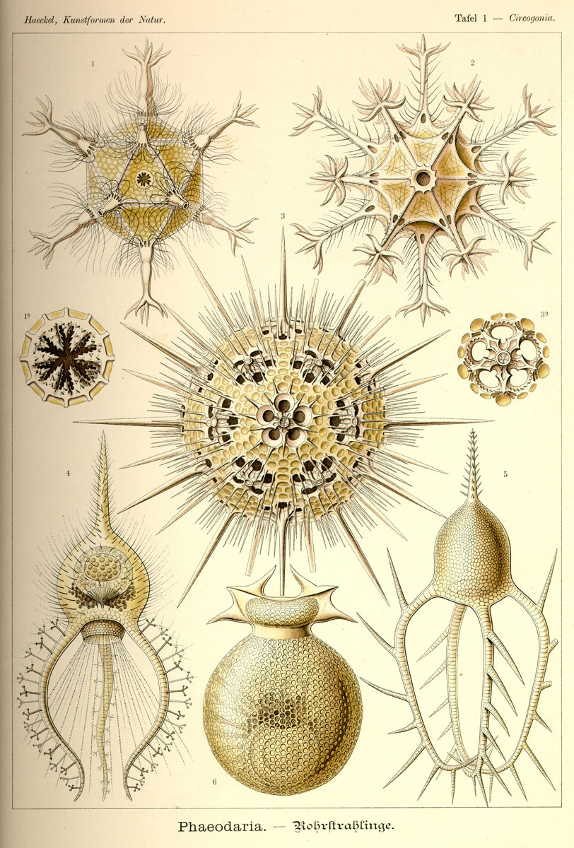 Supposed marine life forms drawn by Ernst Haeckel, about 1884