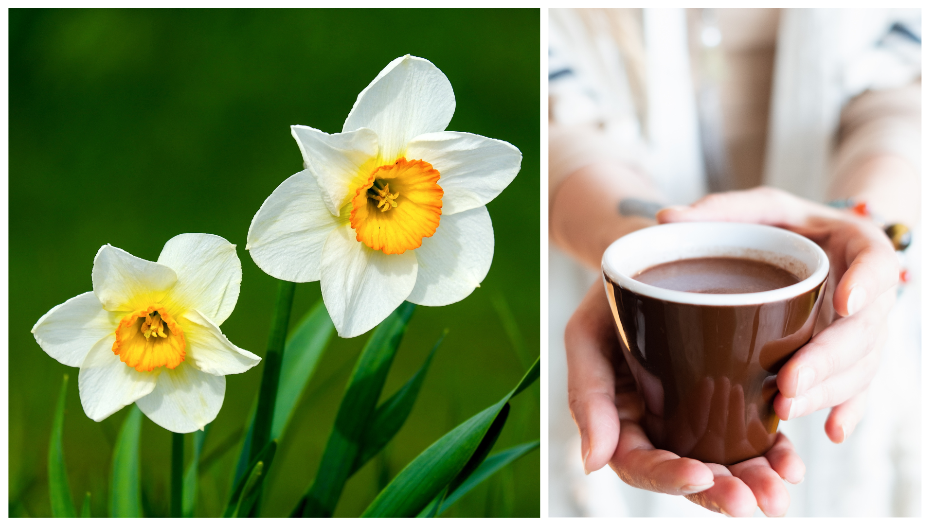 Spring Equinox Cacao Ceremony &amp; "Let Your Yoga Dance" with Angela