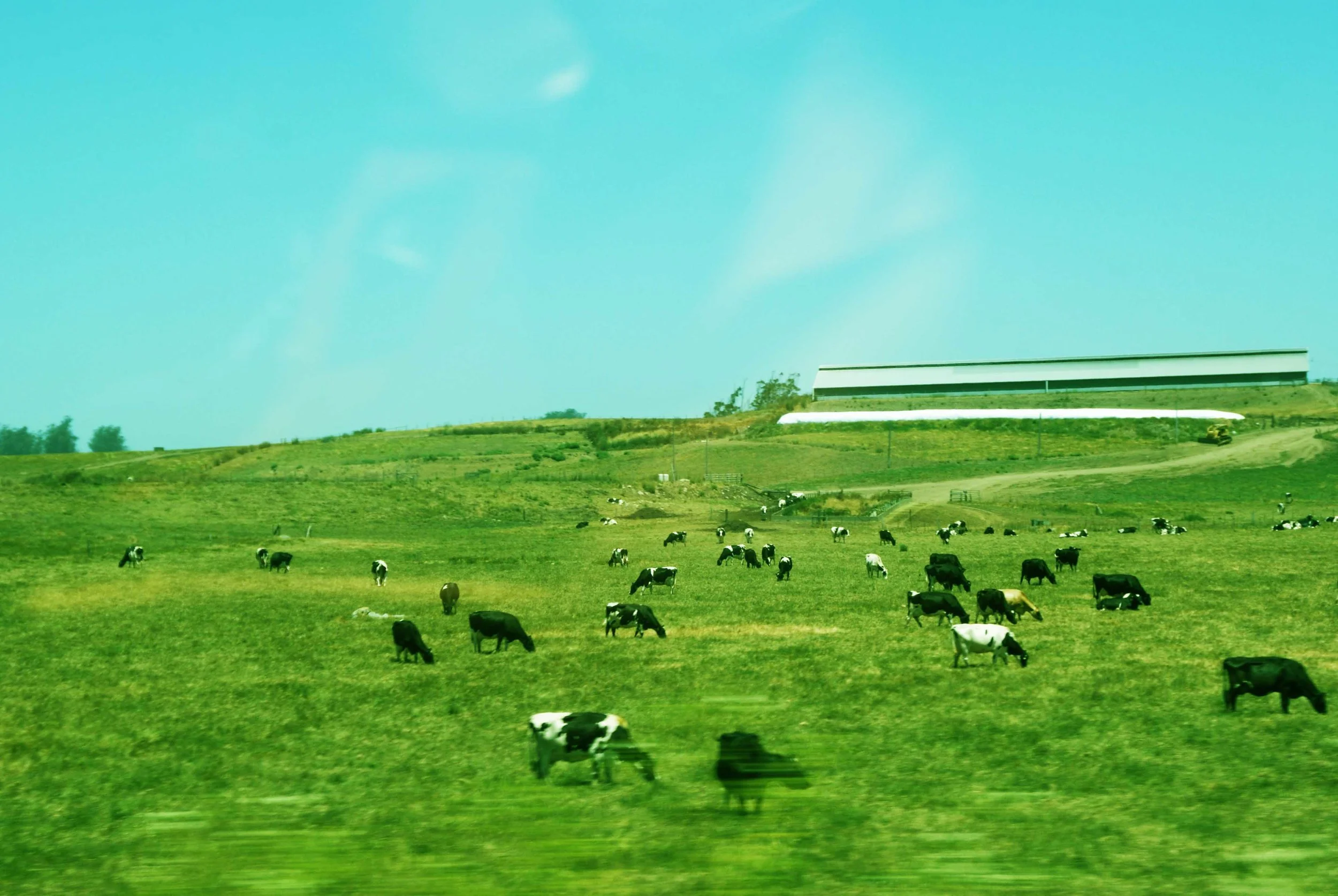 mooooooo 2.jpg