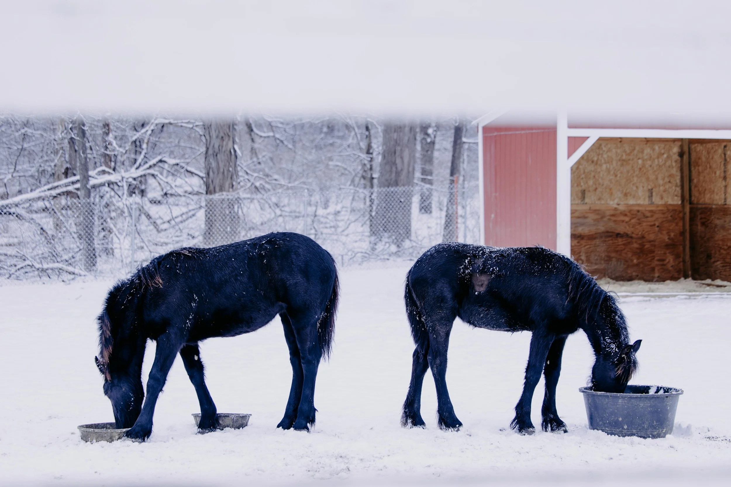 animals______-9.jpg