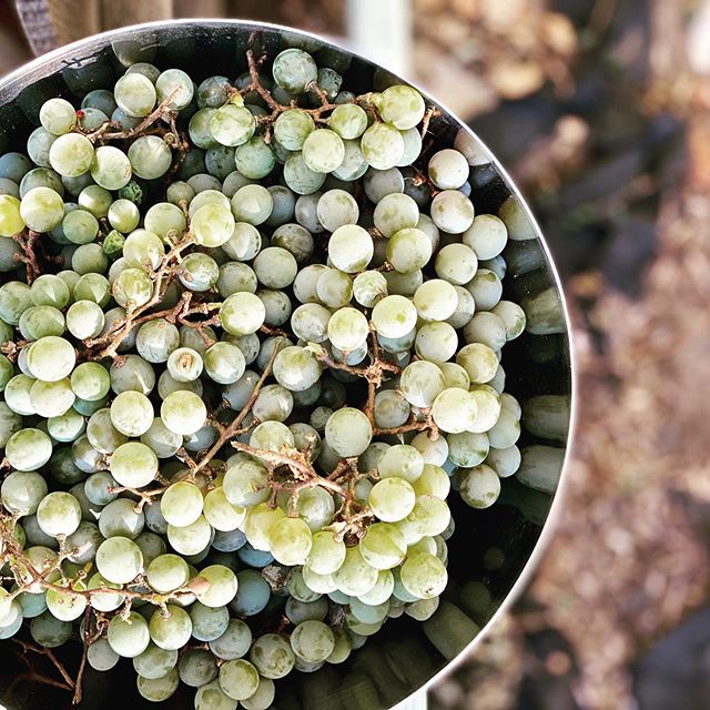 The other day as I was leaving my house for an event, I was stopped by a man working on my neighbors front porch! He asked if I liked grapes, obviously I was thrilled with this question and wanted all the deets. 
He told me he picked all of the grape