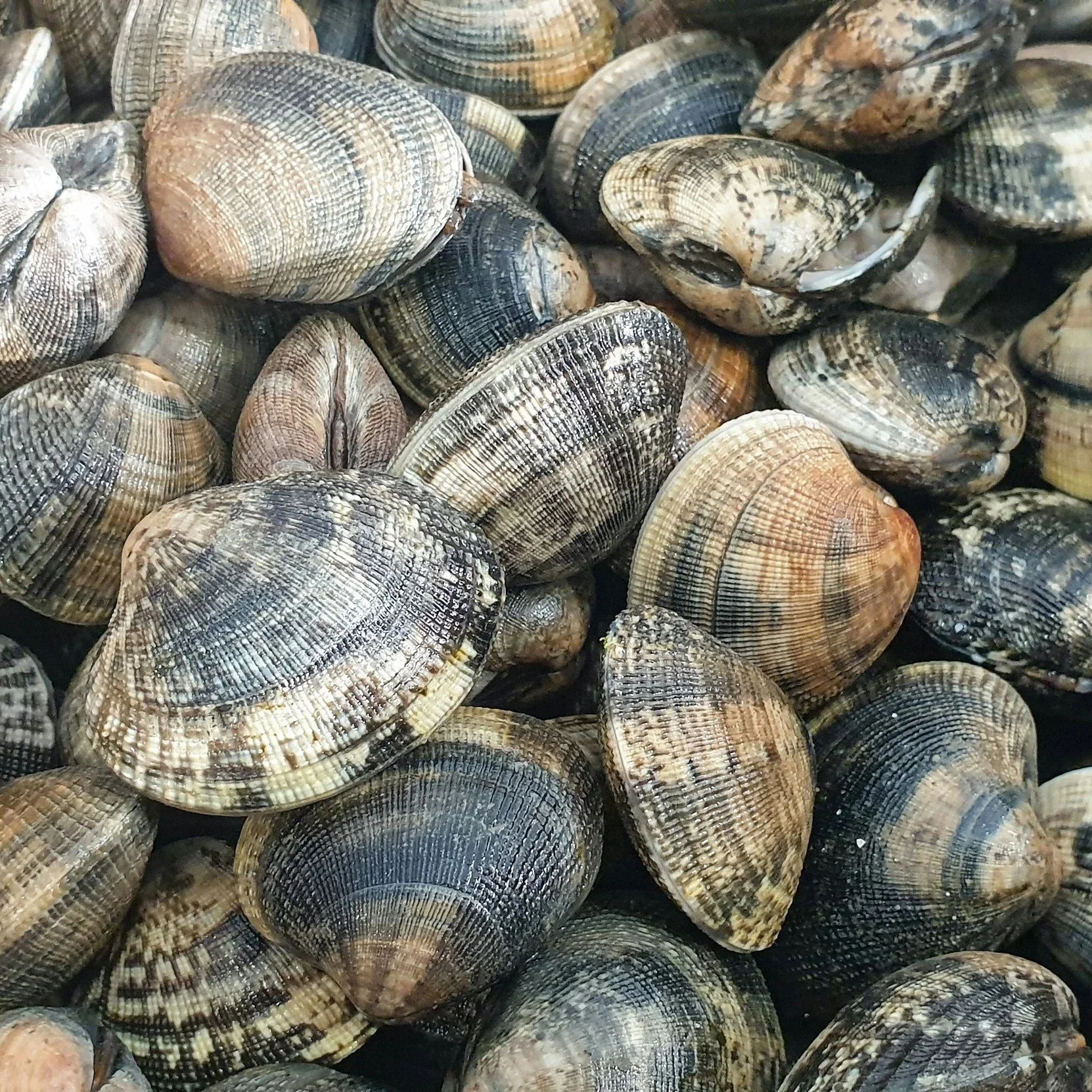 A close-up view of a large group of seashells, mostly scallops, with varied colors and patterns.